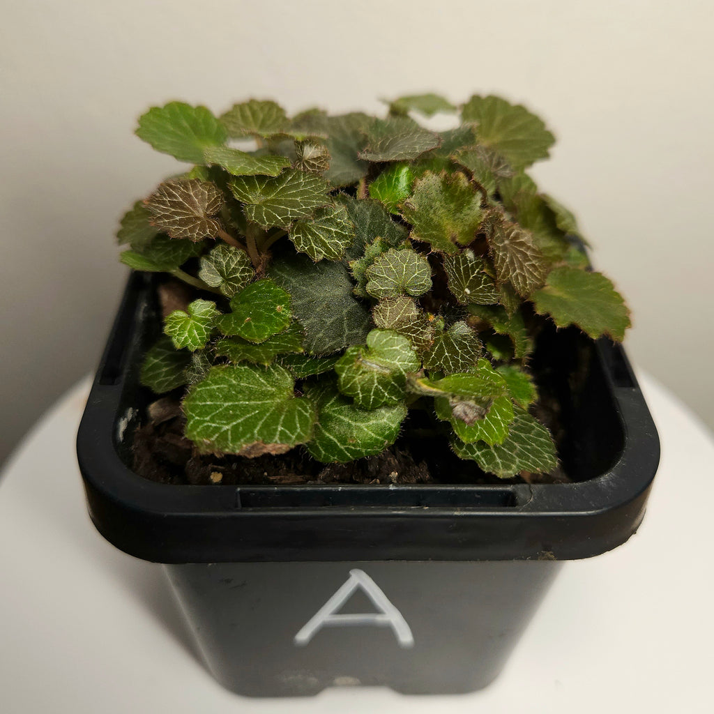 Begonia - Micro saxifraga stolonifera - Rare plant species aroid