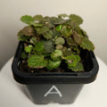 Begonia - Micro saxifraga stolonifera - Rare plant species aroid