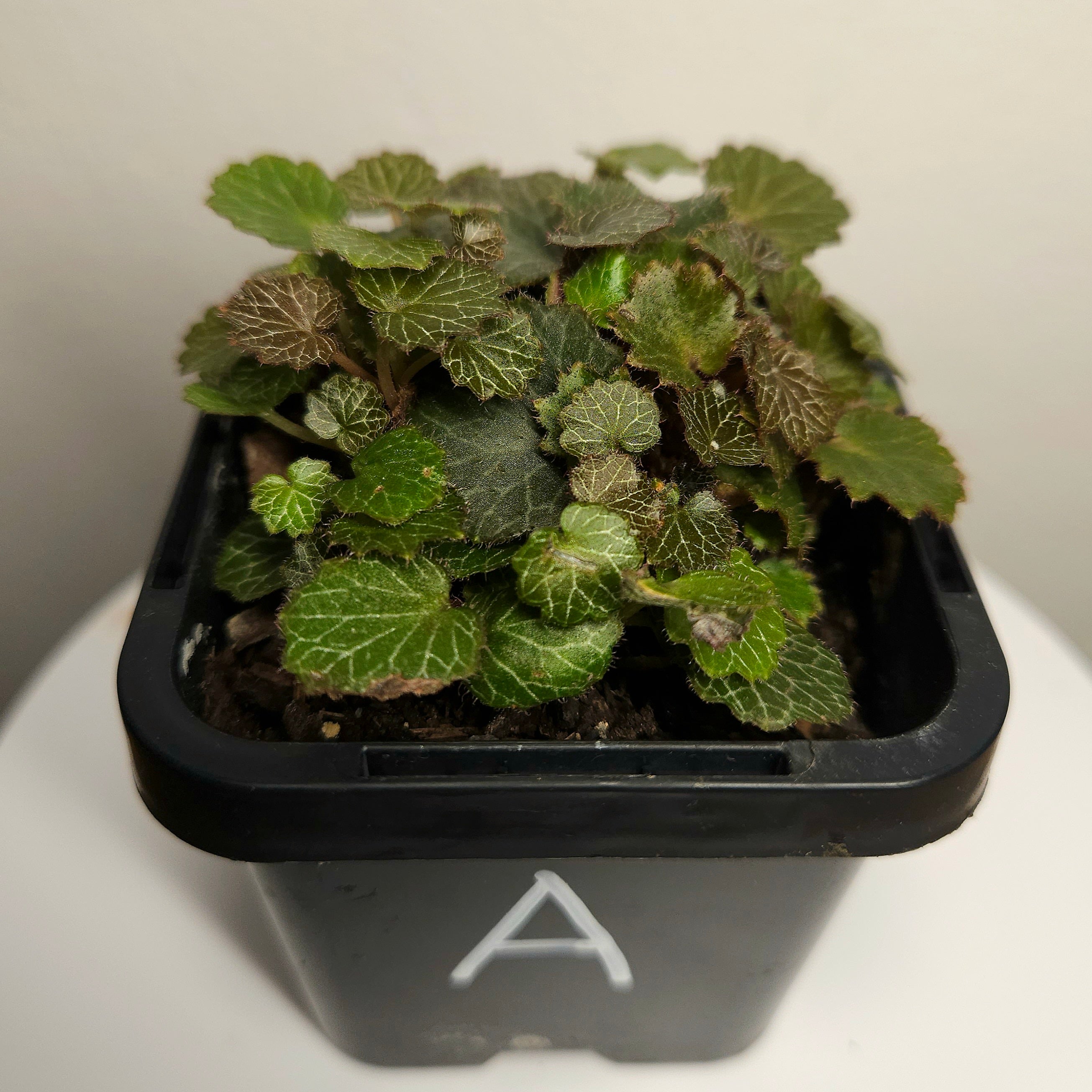 Begonia - Micro saxifraga stolonifera - Rare plant species aroid