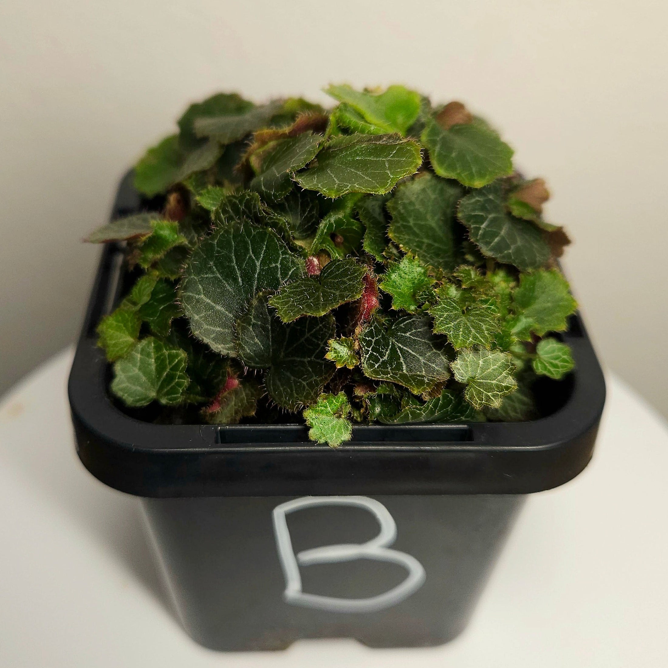 Begonia - Micro saxifraga stolonifera - Rare plant species aroid