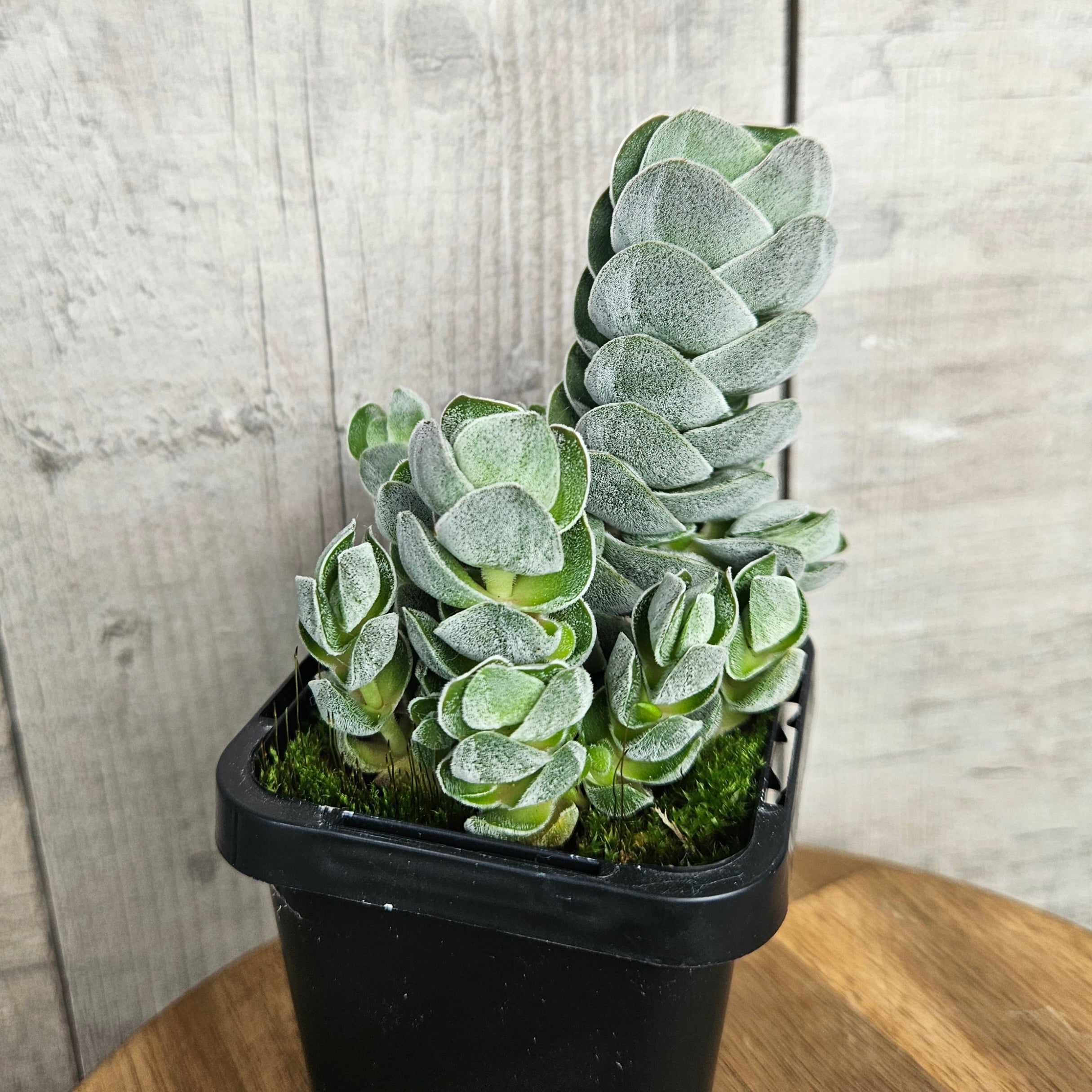 Crassula ‘Ivory Pagoda’ | Rare Stacked Succulent