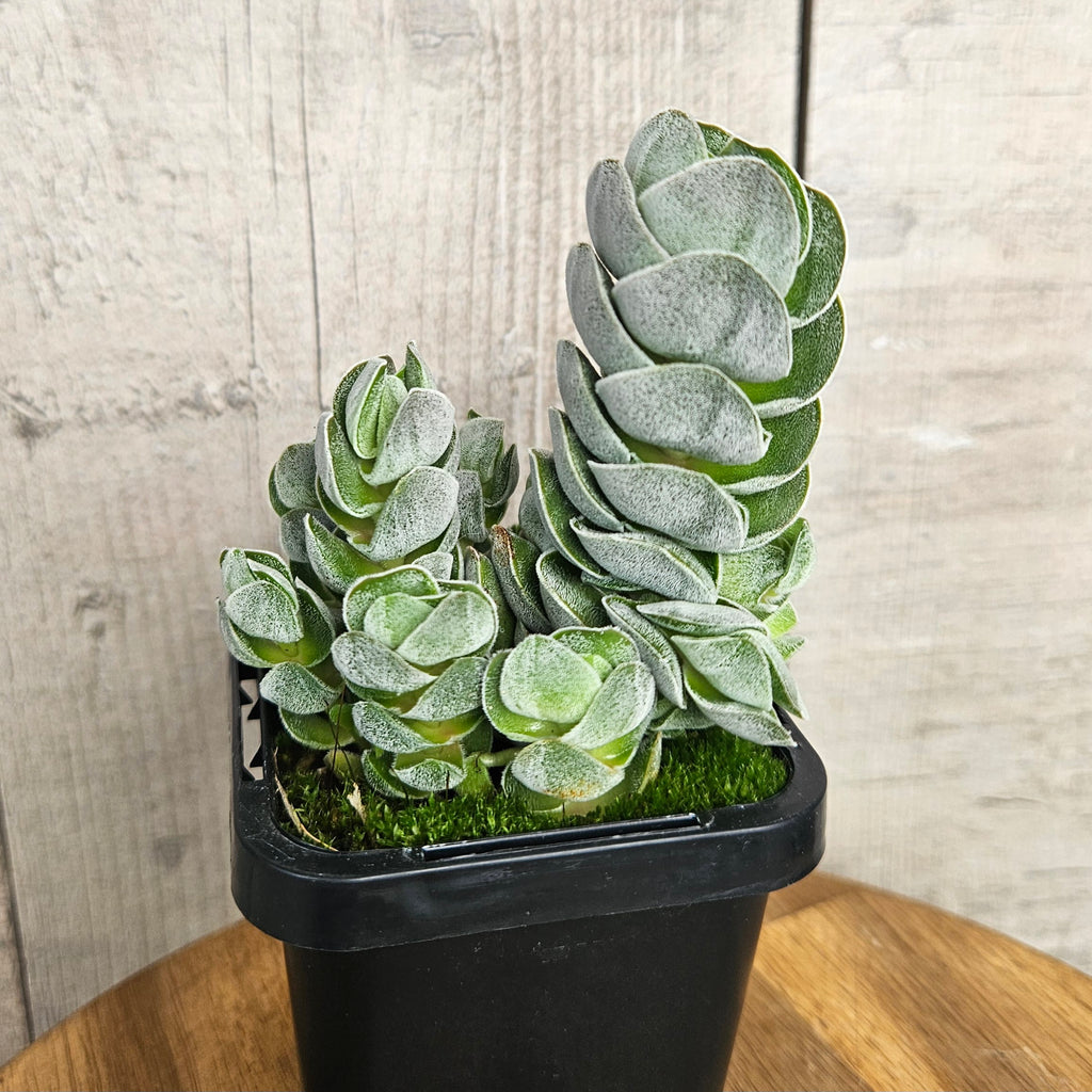 Crassula ‘Ivory Pagoda’ | Rare Stacked Succulent