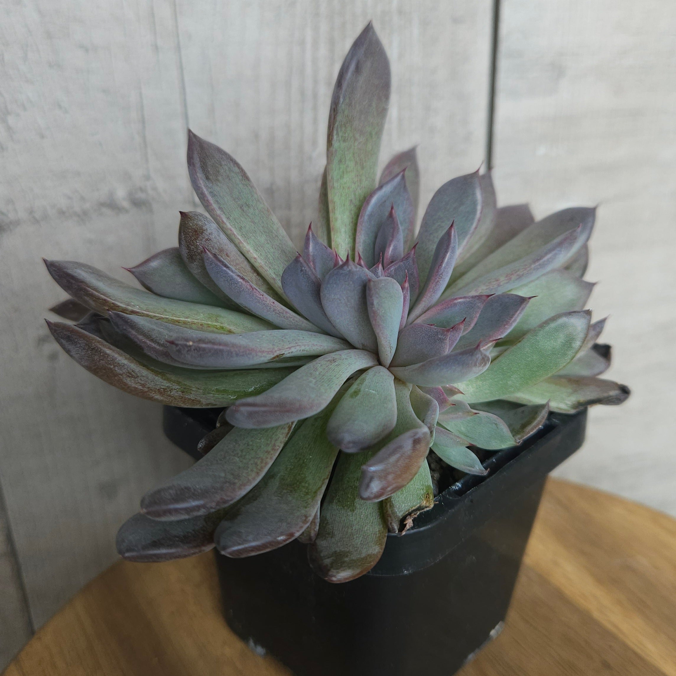 Echeveria ‘Black Pearl’ – Rare Dark Succulent
