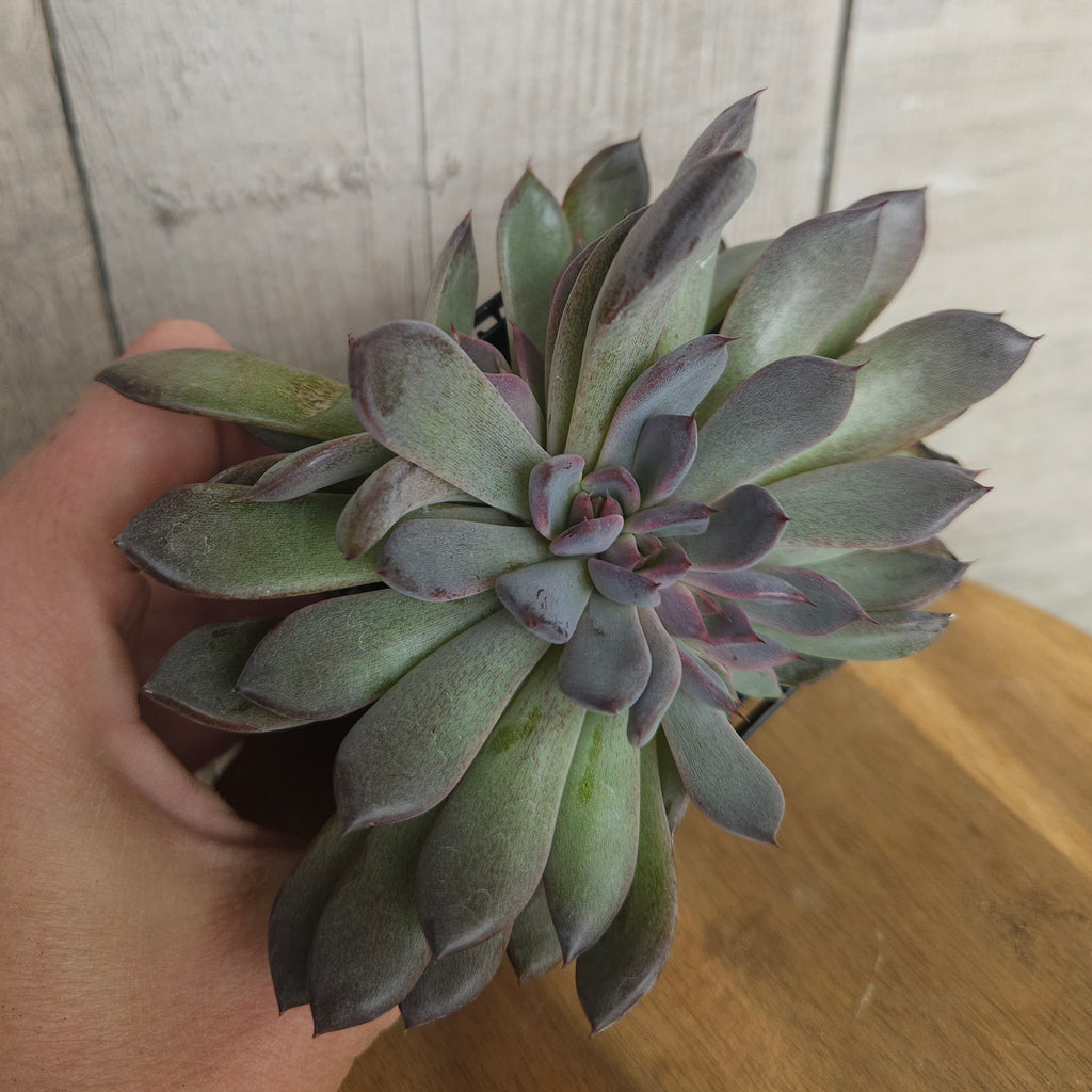 Echeveria ‘Black Pearl’ – Rare Dark Succulent