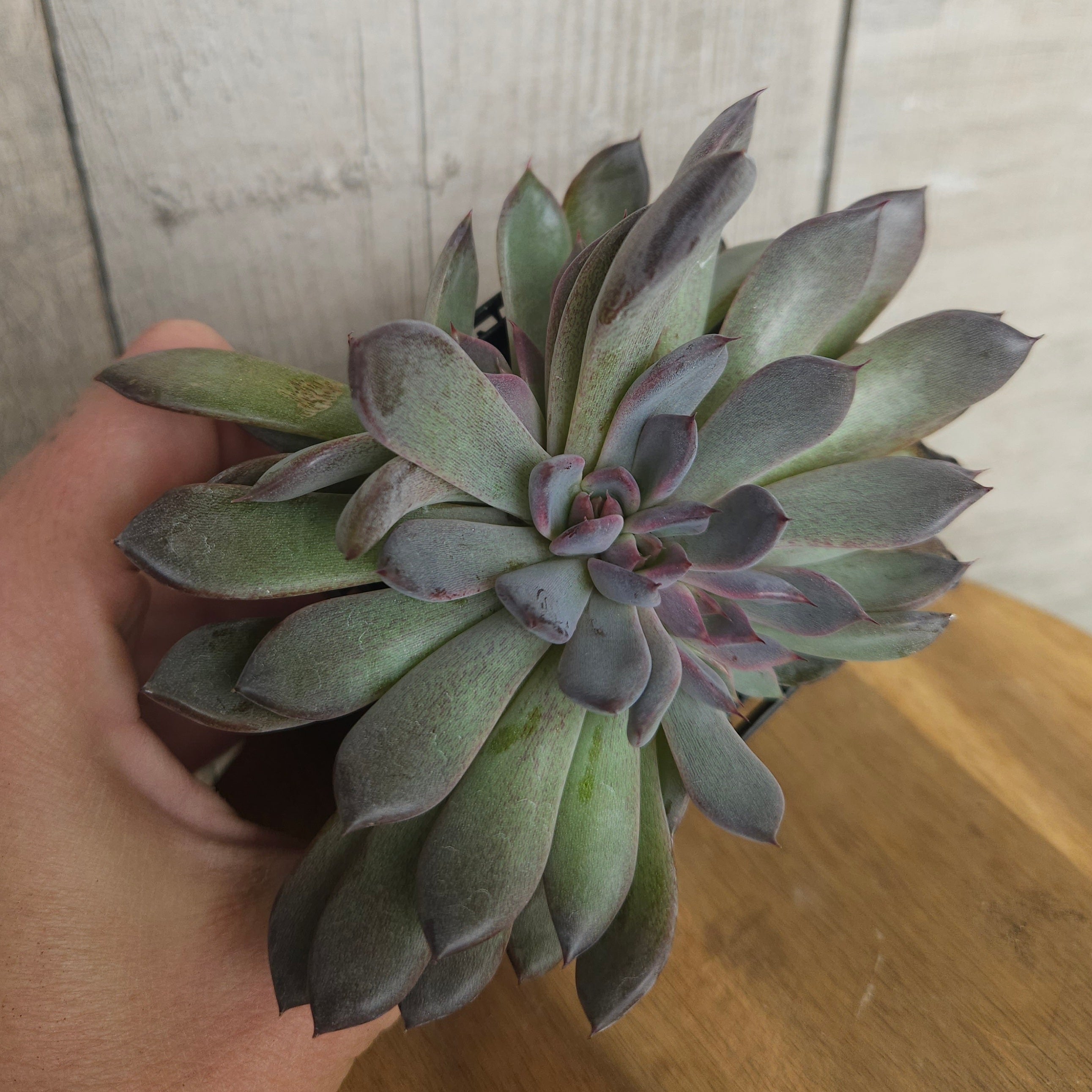 Echeveria ‘Black Pearl’ – Rare Dark Succulent