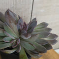 Echeveria ‘Black Pearl’ – Rare Dark Succulent