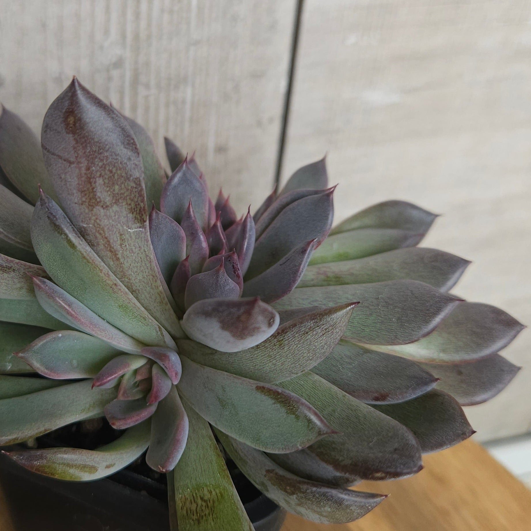 Echeveria ‘Black Pearl’ – Rare Dark Succulent