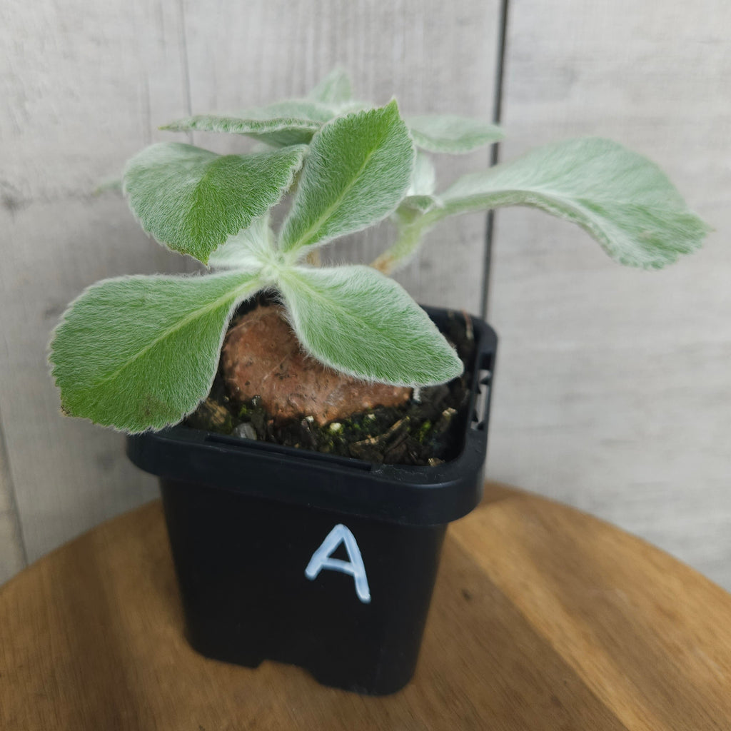 Sinningia leucotricha 'Brazilian Edelweiss' – Rare Caudex Plant