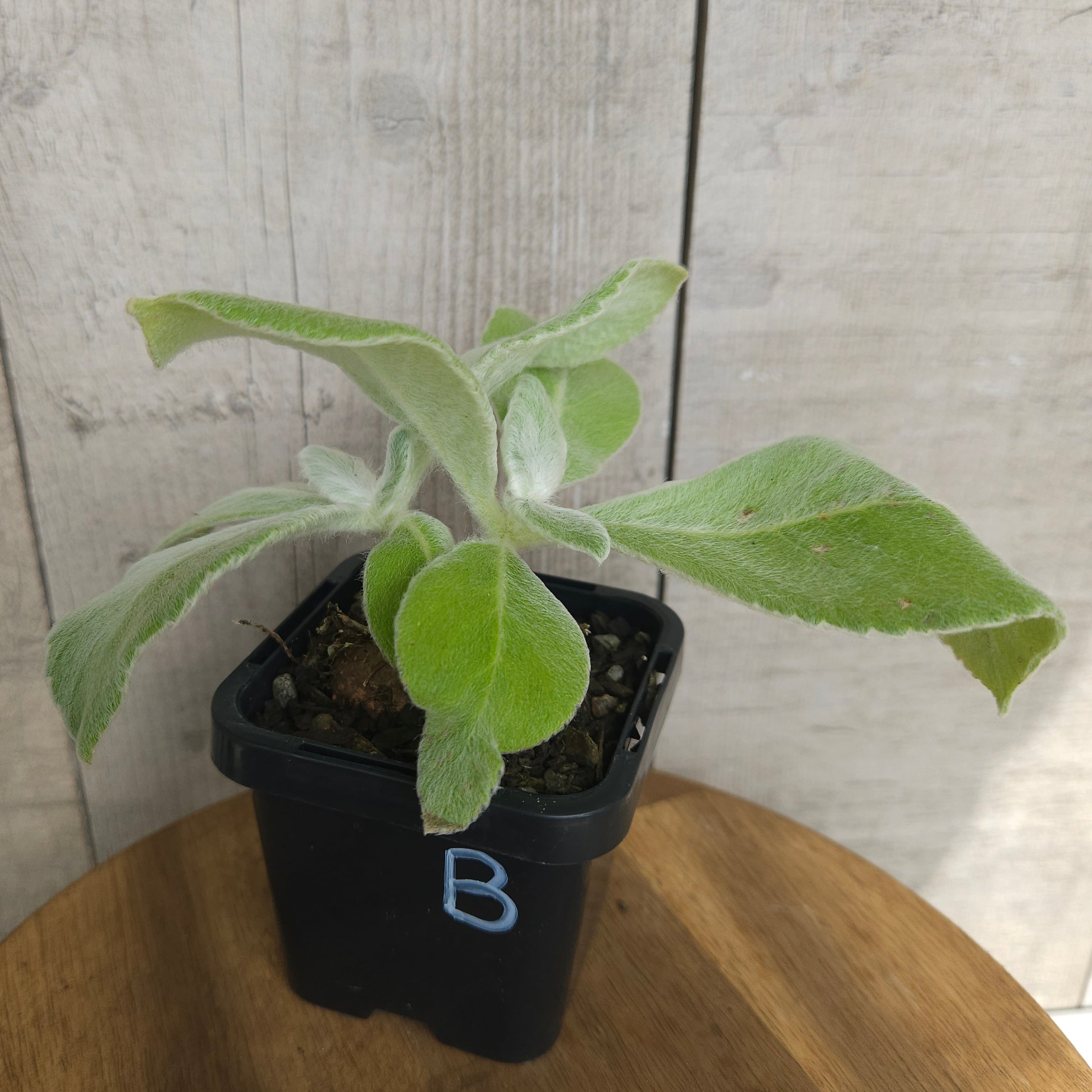 Sinningia leucotricha 'Brazilian Edelweiss' – Rare Caudex Plant