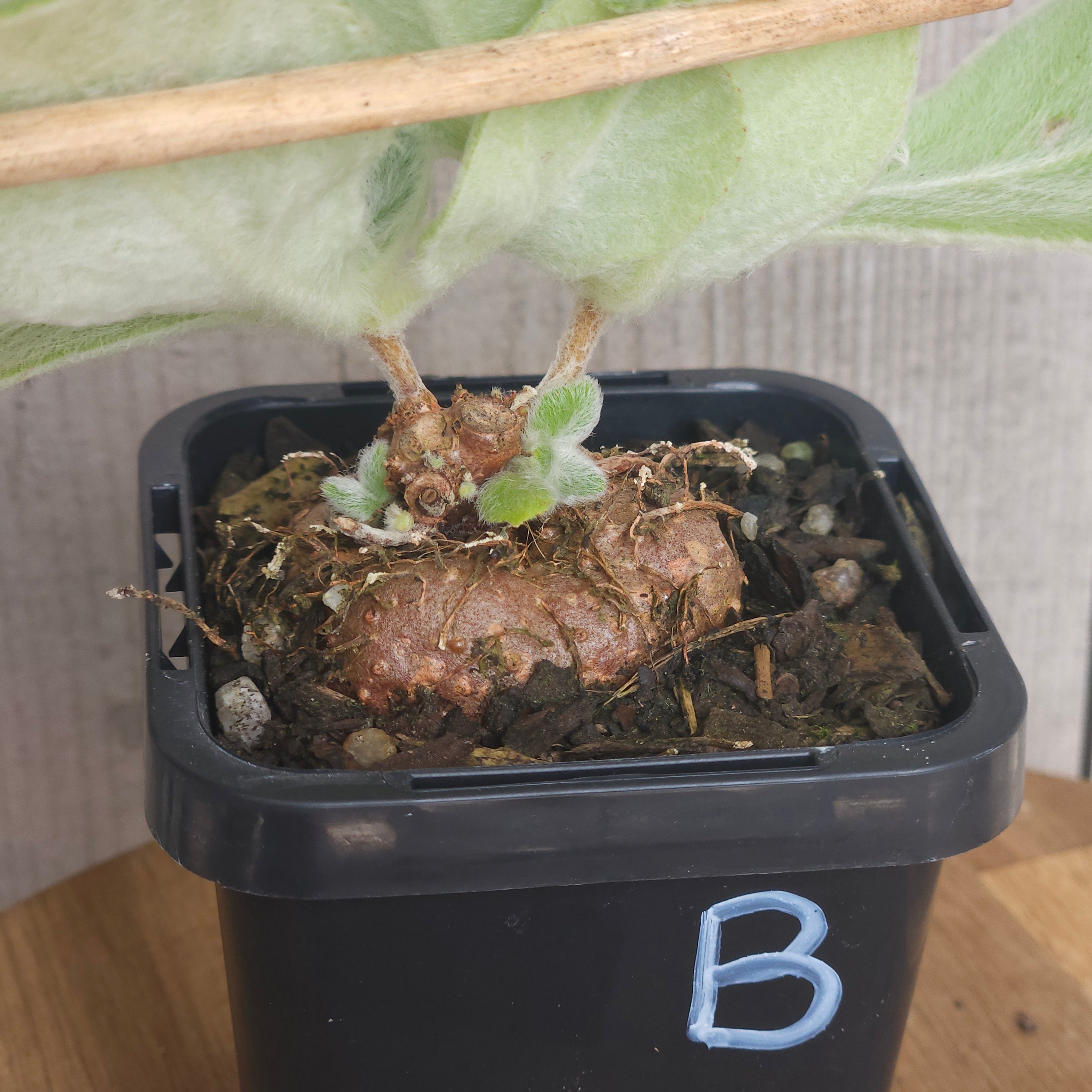 Sinningia leucotricha 'Brazilian Edelweiss' – Rare Caudex Plant