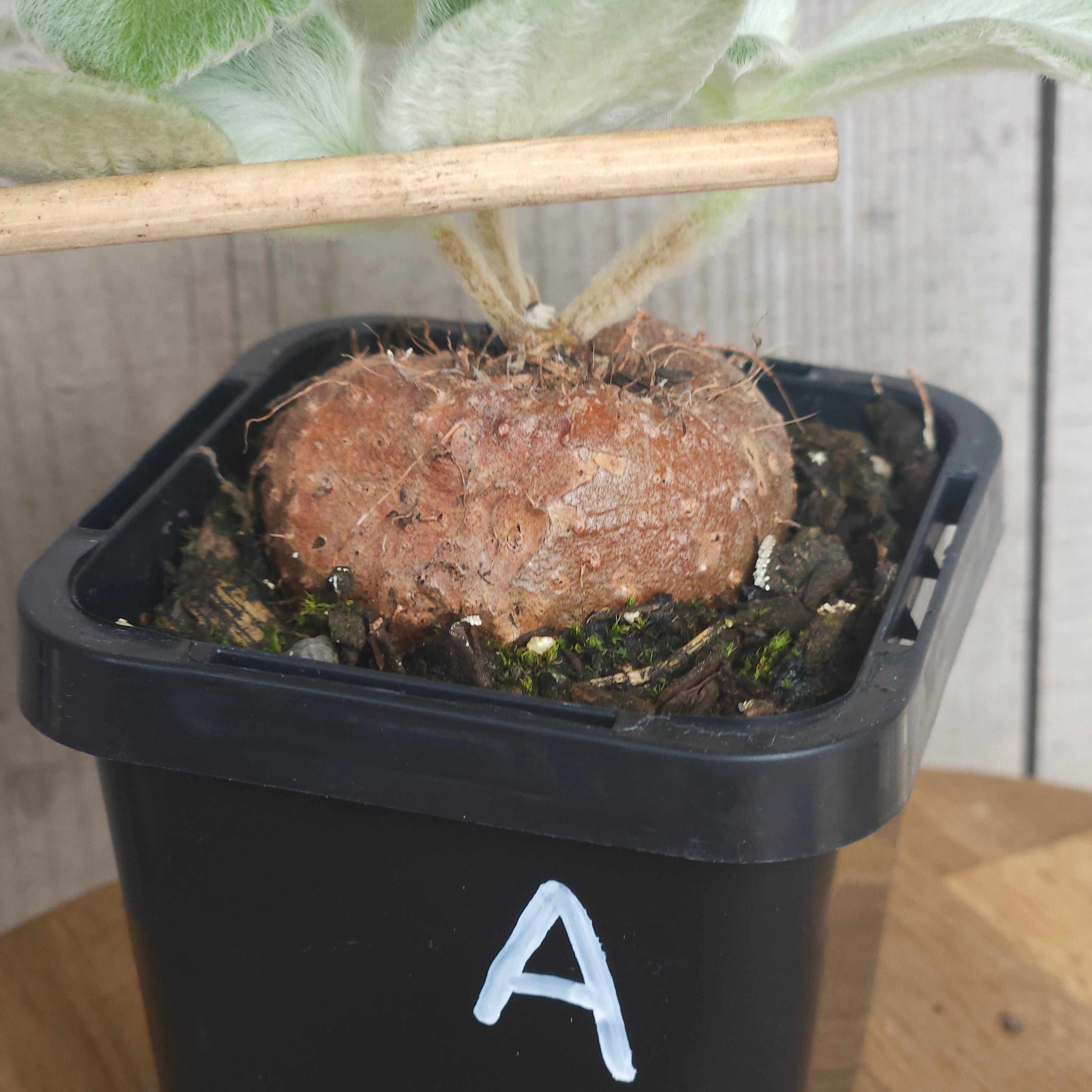 Sinningia leucotricha 'Brazilian Edelweiss' – Rare Caudex Plant