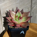 Echeveria Taurus – Rare Colour-Shifting Succulent