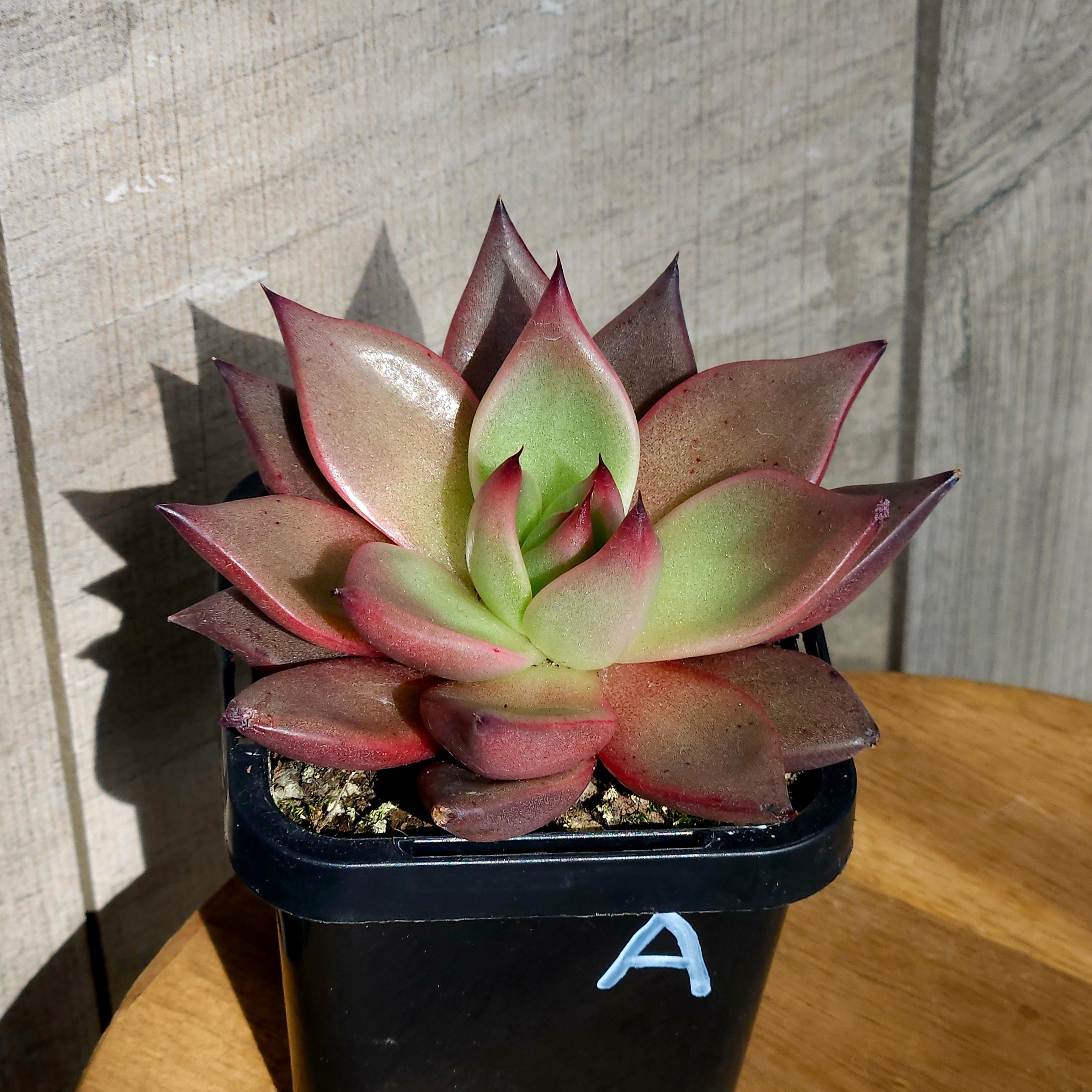 Echeveria Taurus – Rare Colour-Shifting Succulent