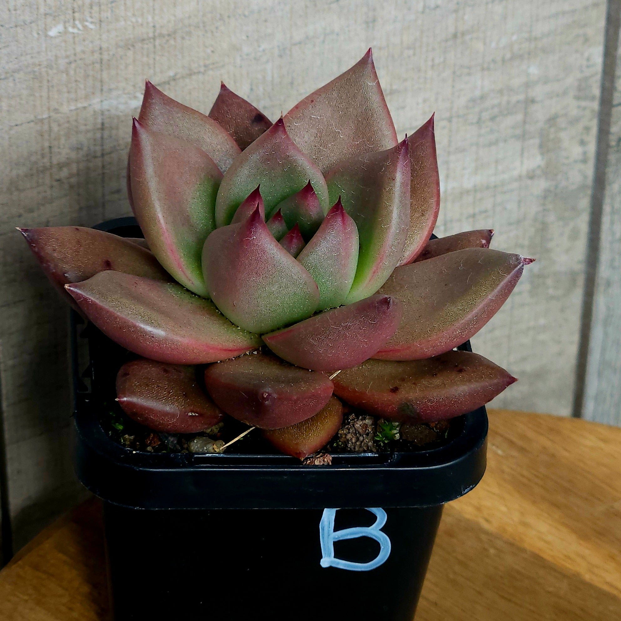 Echeveria Taurus – Rare Colour-Shifting Succulent
