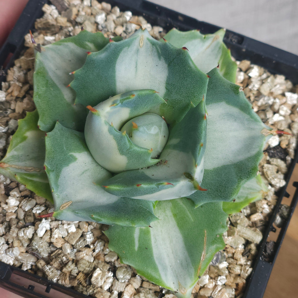 Agave Isthmensis ‘Oji Raijin’ – Rare Compact Agave