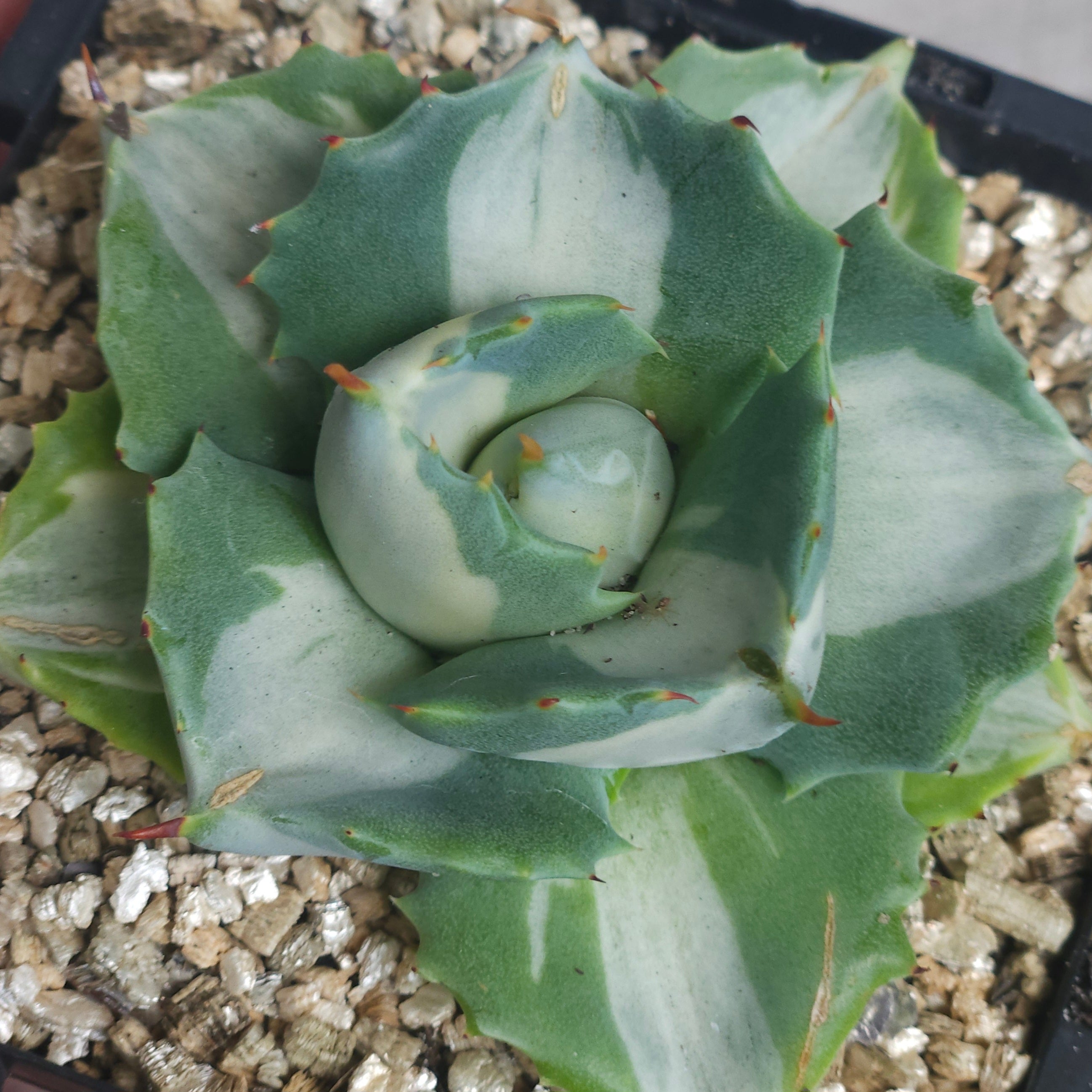 Agave Isthmensis ‘Oji Raijin’ – Rare Compact Agave