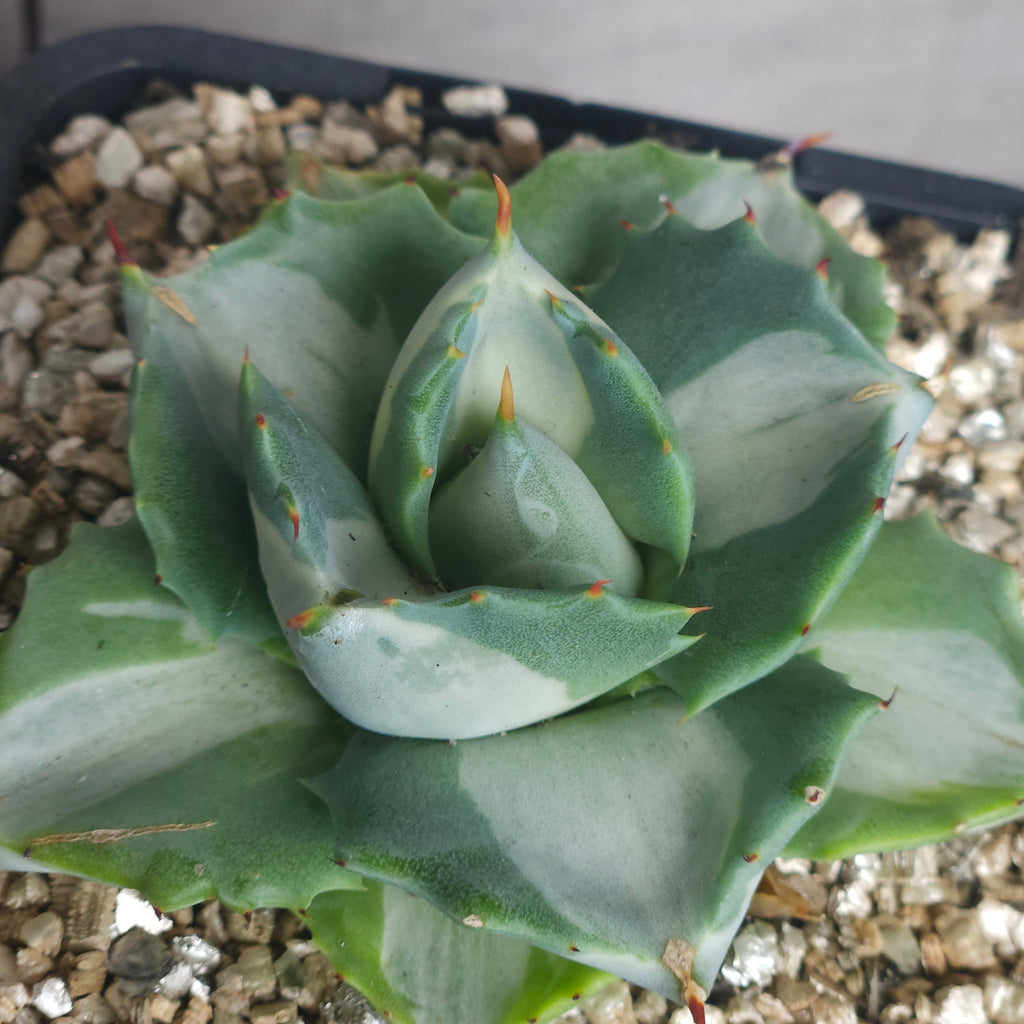 Agave Isthmensis ‘Oji Raijin’ – Rare Compact Agave