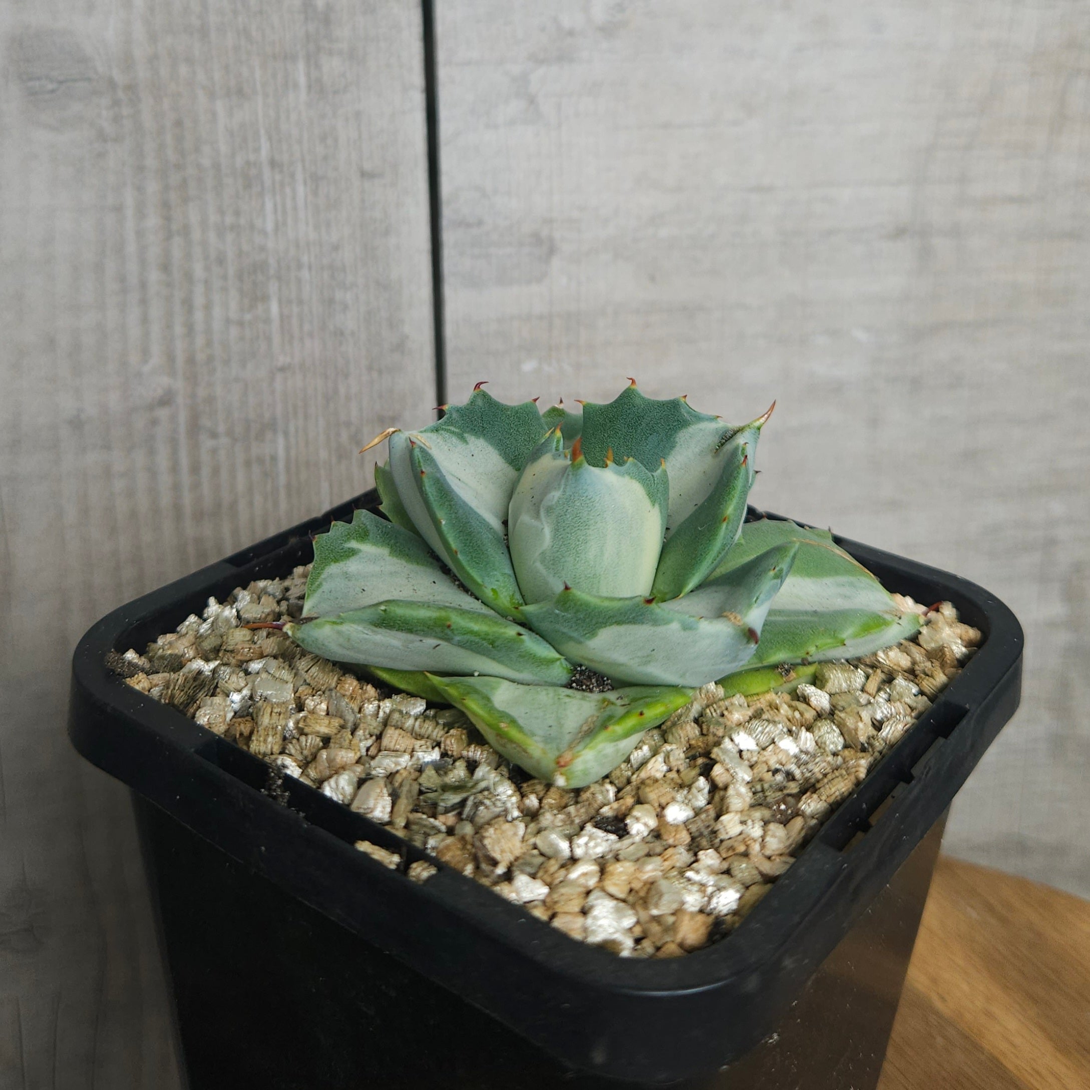 Agave Isthmensis ‘Oji Raijin’ – Rare Compact Agave