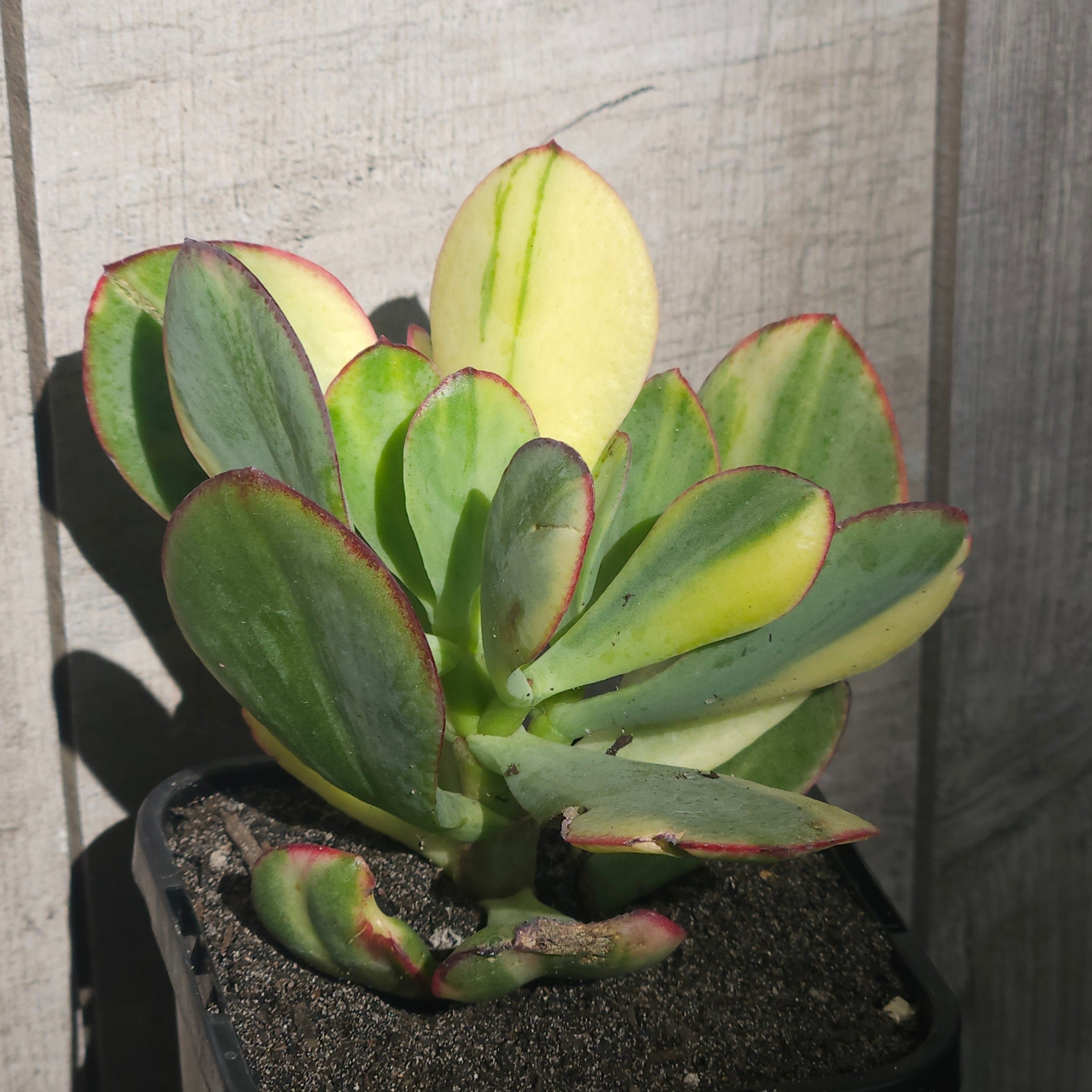 Crassula ‘Blue Bird’ Variegata – Rare Variegated Succulent