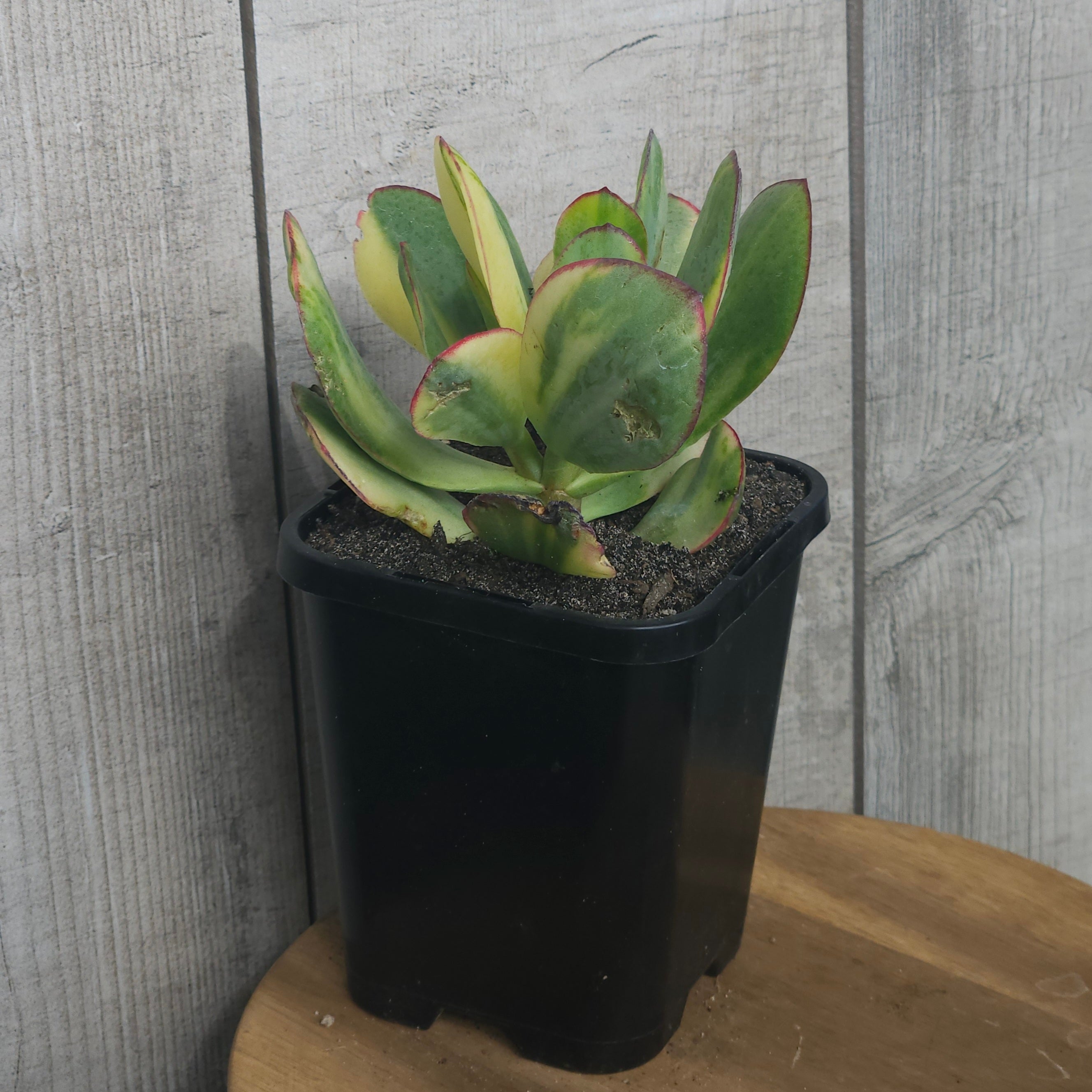 Crassula ‘Blue Bird’ Variegata – Rare Variegated Succulent