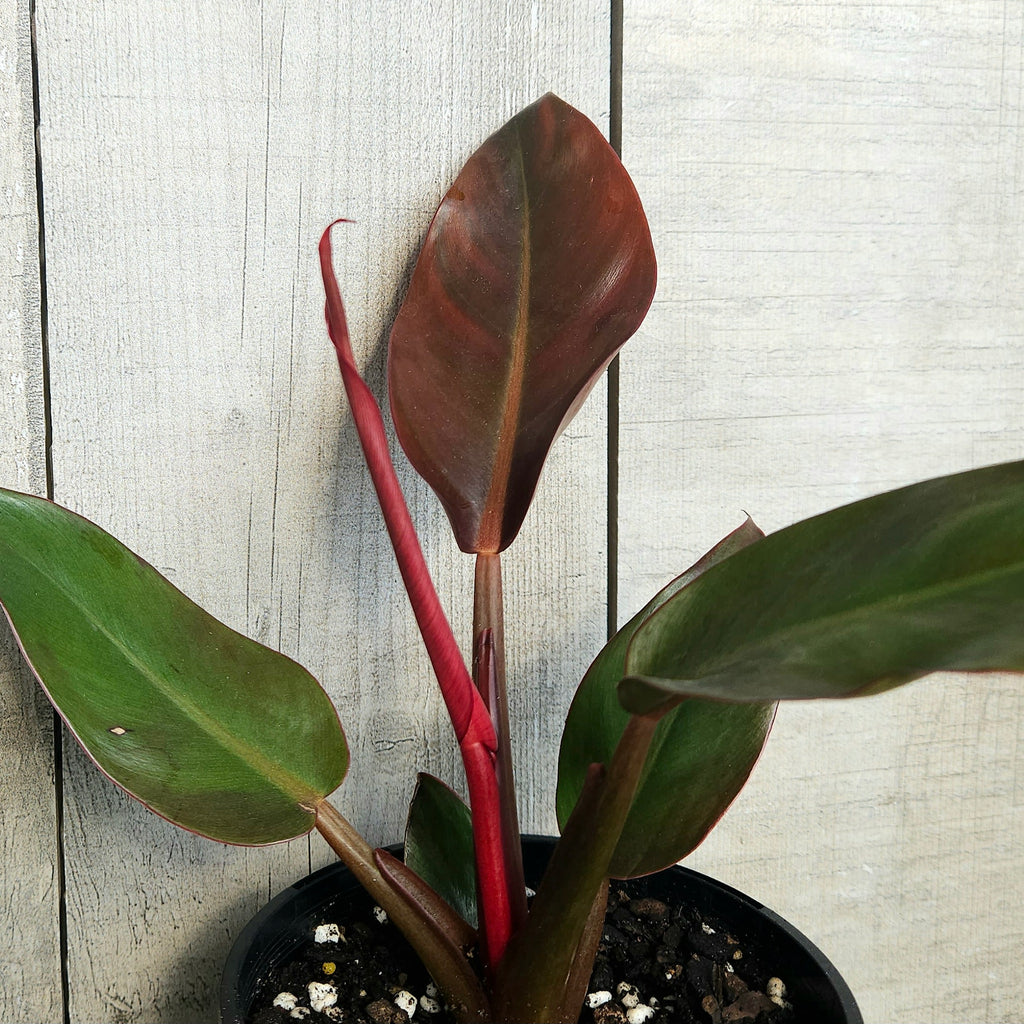 Philodendron ‘Sun Red’ – Vibrant Colour-Changing Philodendron