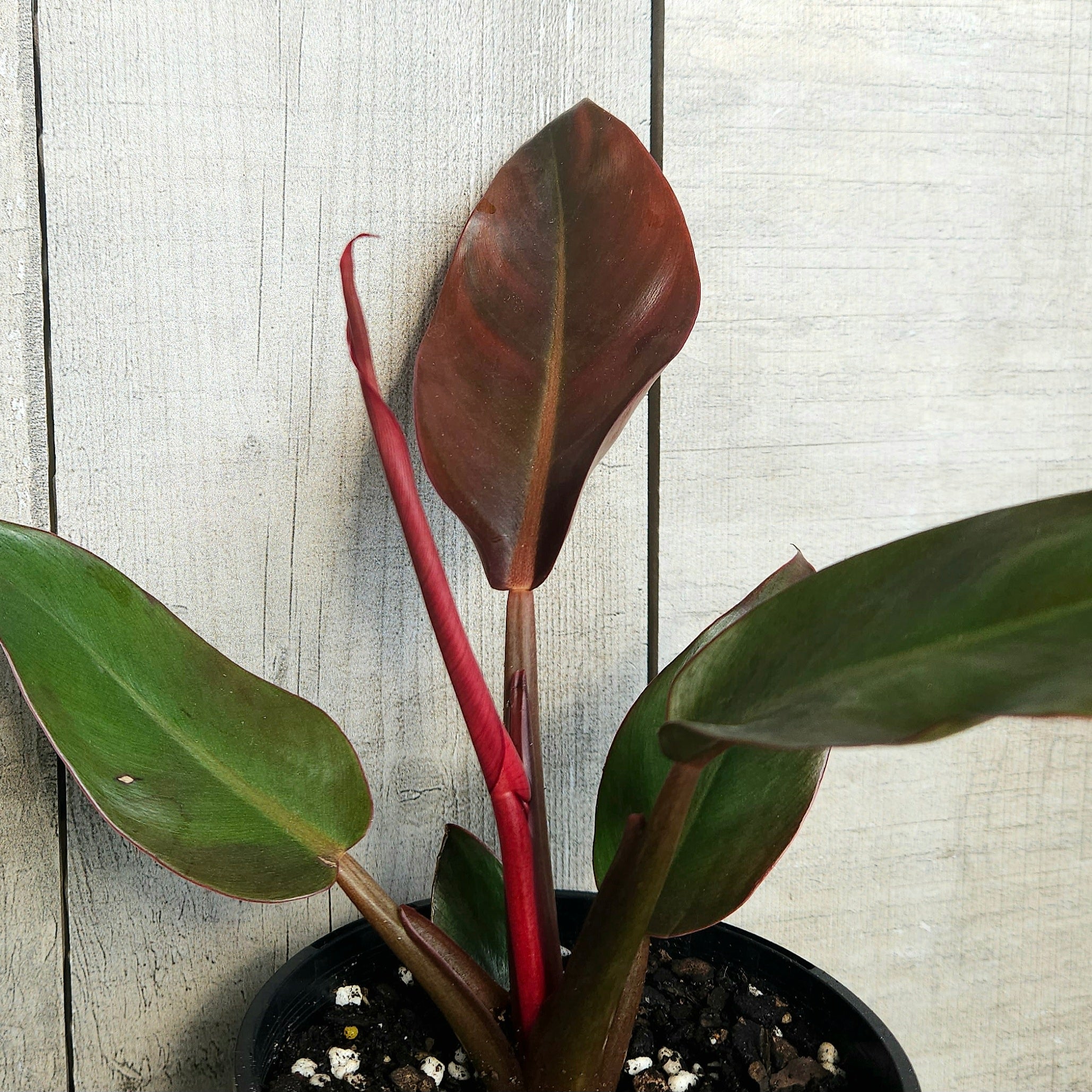 Philodendron ‘Sun Red’ – Vibrant Colour-Changing Philodendron