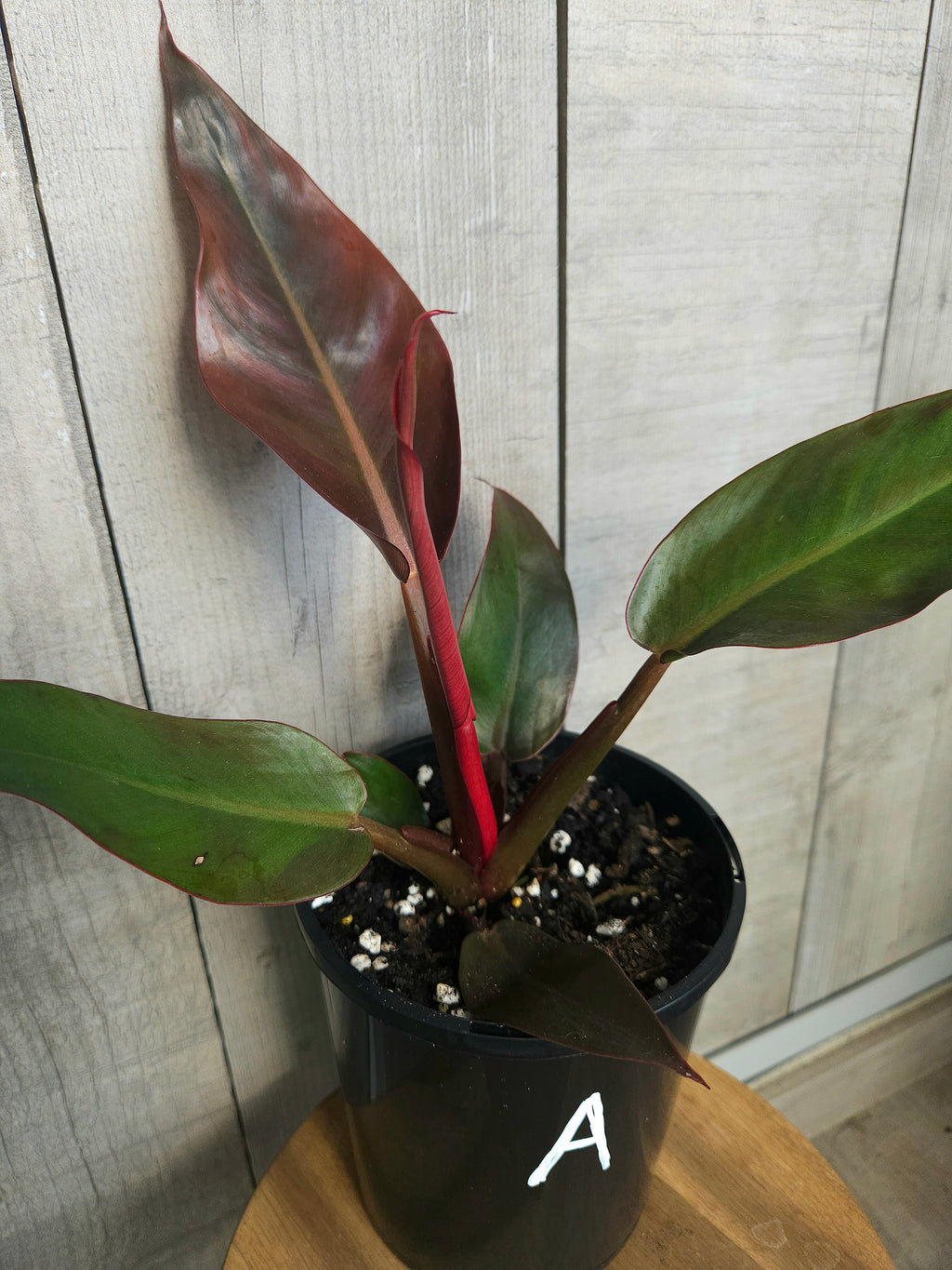 Philodendron ‘Sun Red’ – Vibrant Colour-Changing Philodendron