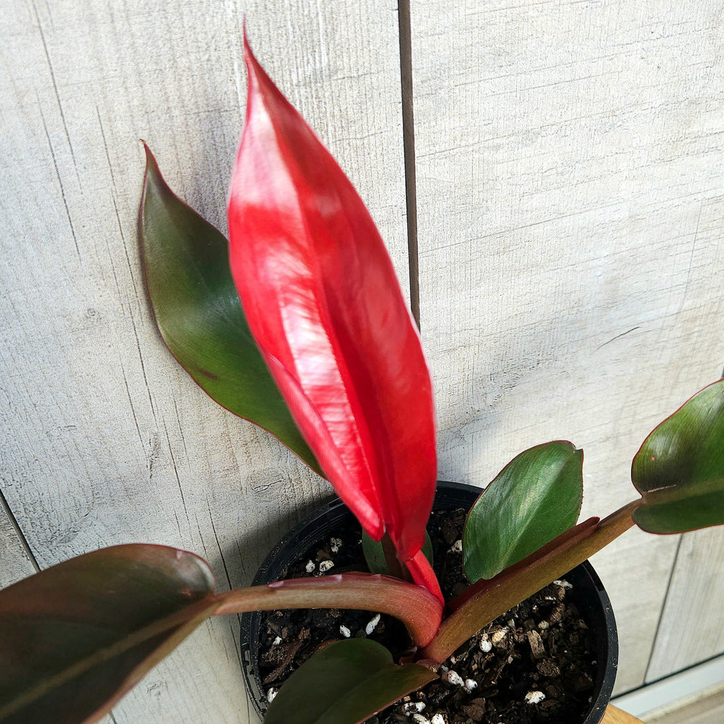 Philodendron ‘Sun Red’ – Vibrant Colour-Changing Philodendron