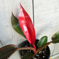 Philodendron ‘Sun Red’ | Vibrant Colour-Changing Philodendron