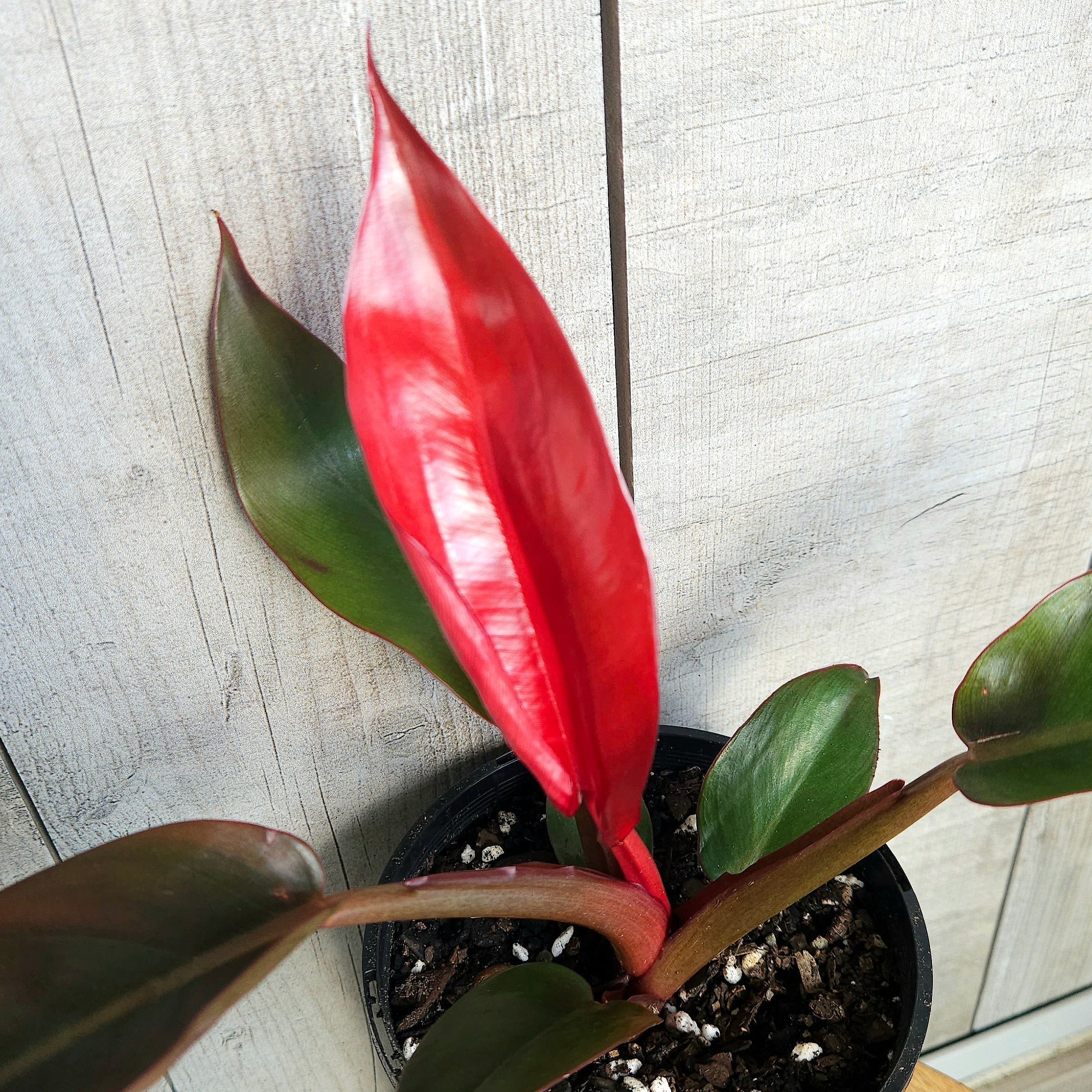 Philodendron ‘Sun Red’ – Vibrant Colour-Changing Philodendron