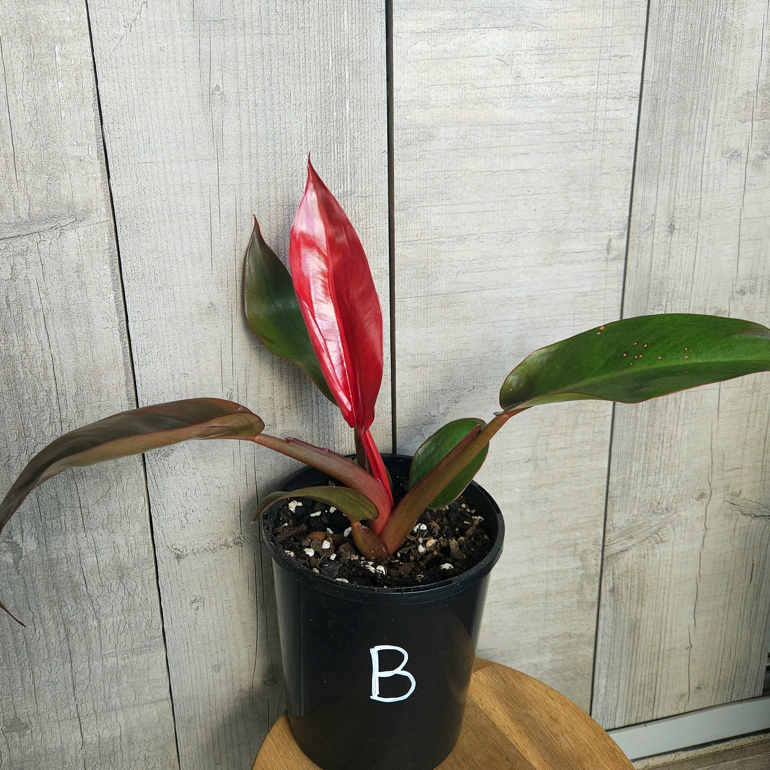 Philodendron ‘Sun Red’ – Vibrant Colour-Changing Philodendron