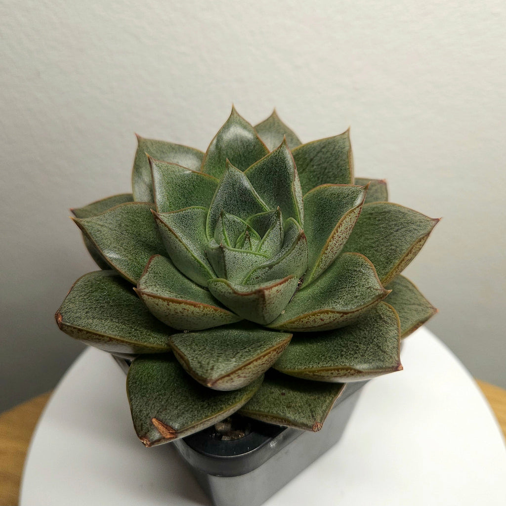 Echeveria purpusorum – Rare Patterned Succulent