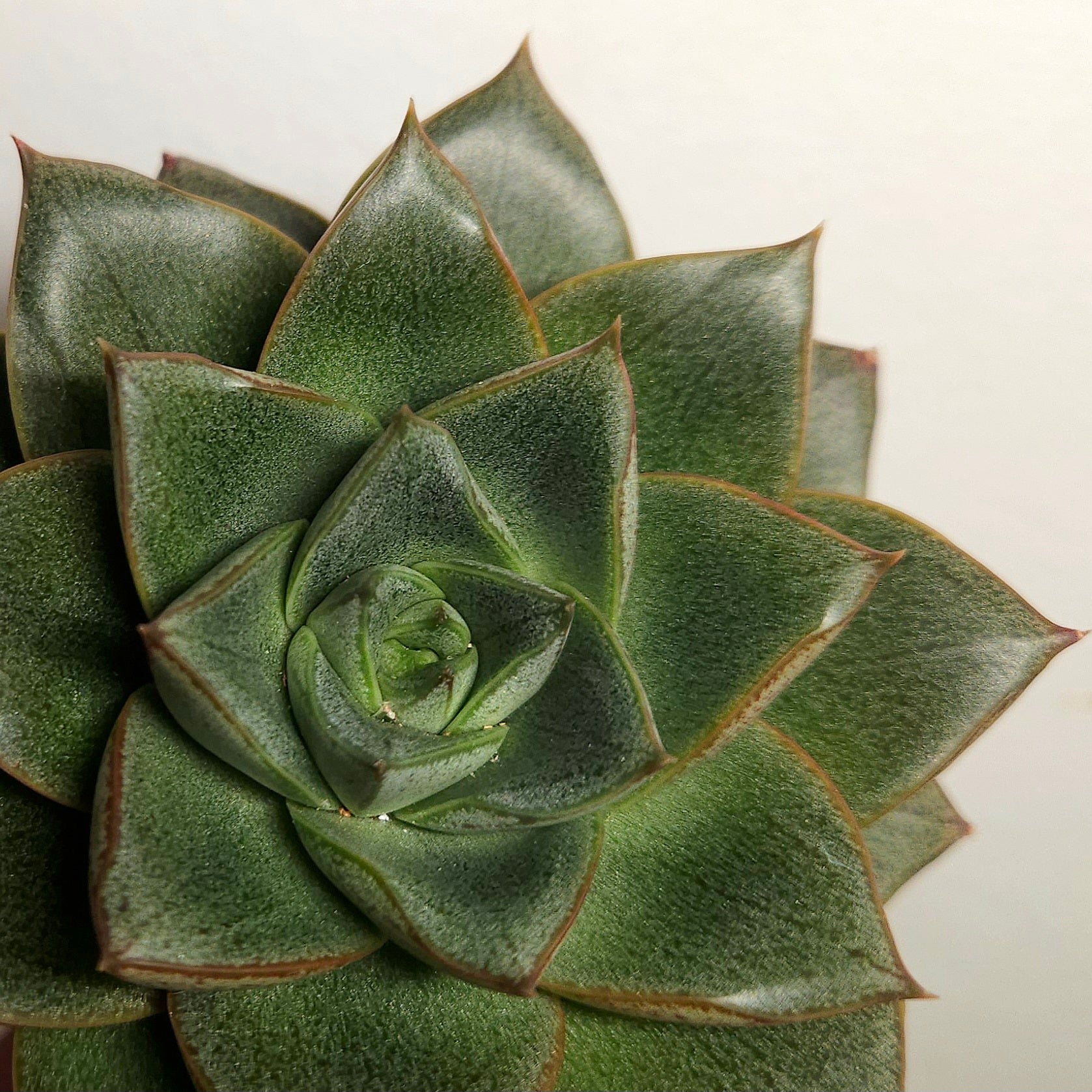 Echeveria purpusorum – Rare Patterned Succulent