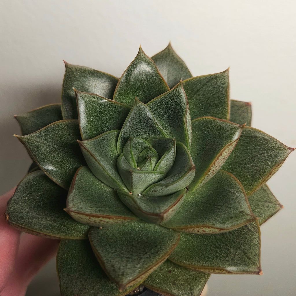 Echeveria purpusorum – Rare Patterned Succulent