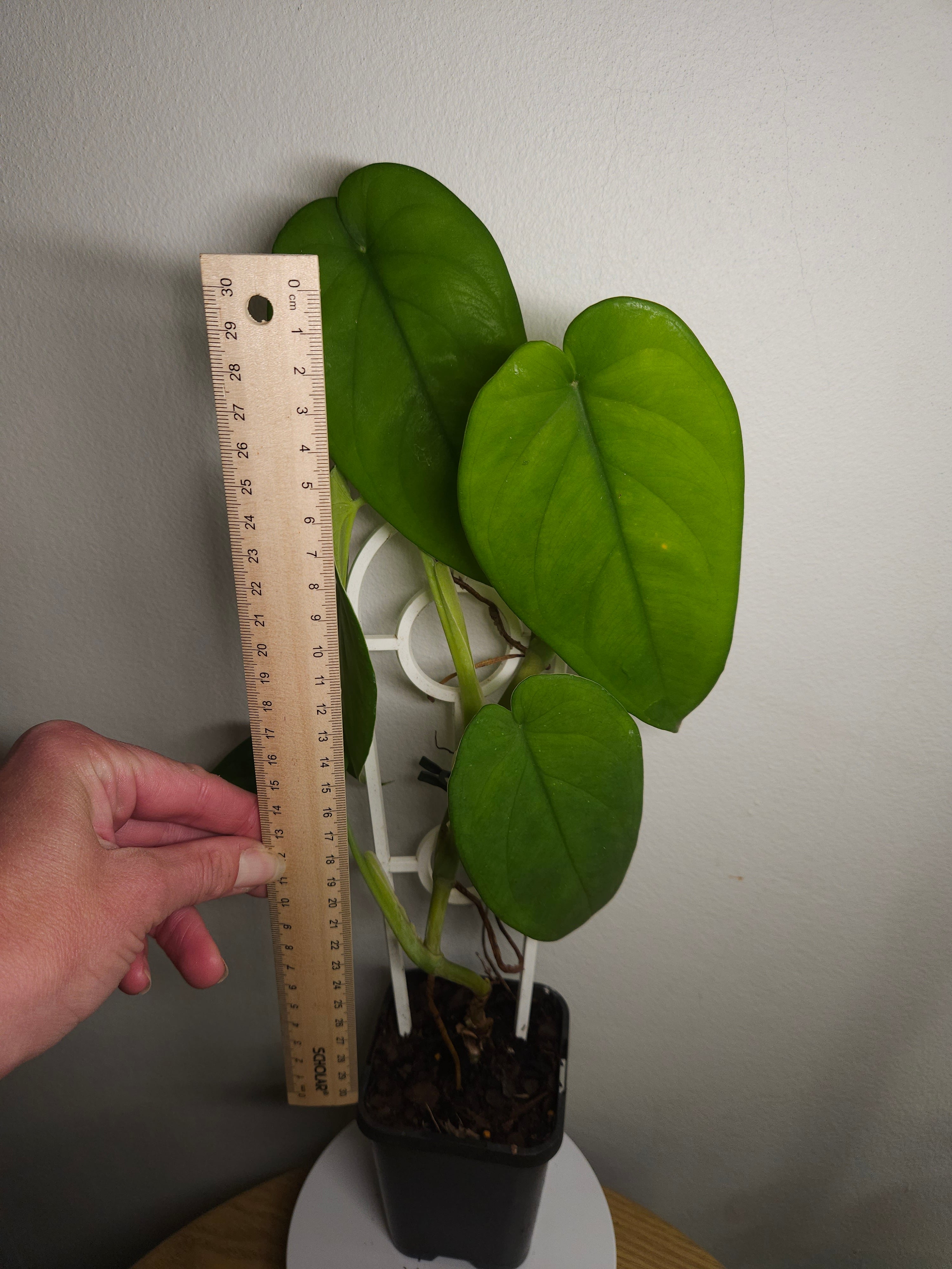 Syngonium chiapense – Rare Large Leaf Arrowhead Plant