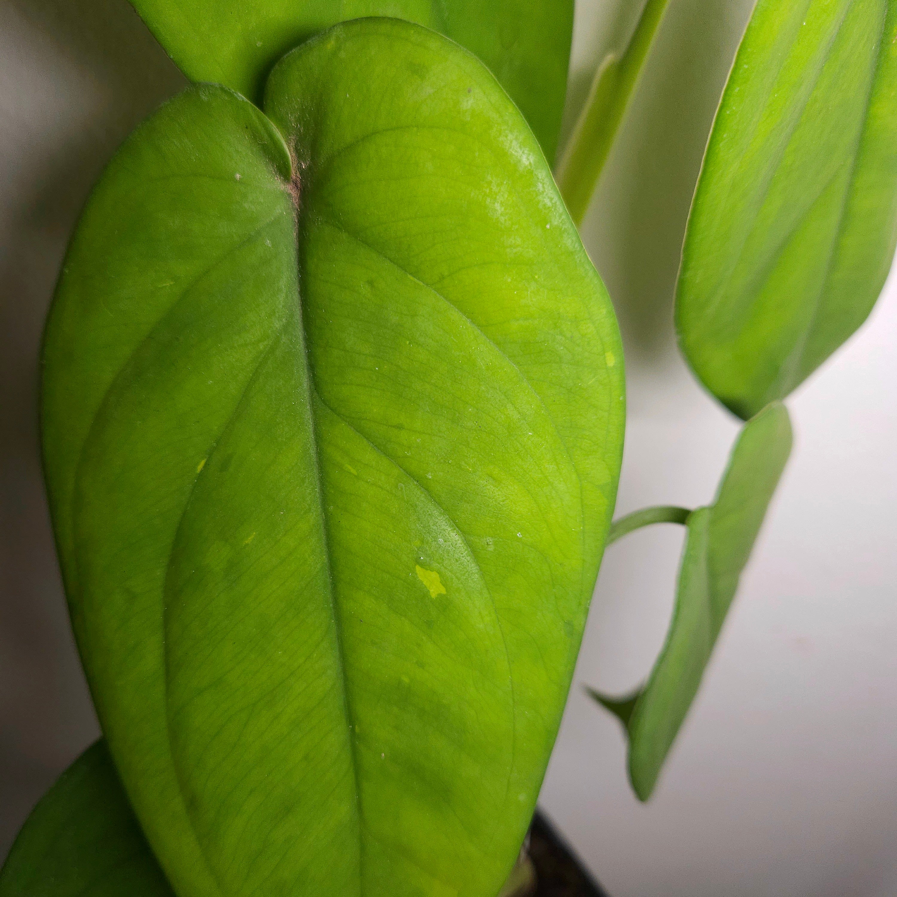 Syngonium chiapense – Rare Large Leaf Arrowhead Plant