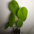 Syngonium chiapense – Rare Large Leaf Arrowhead Plant