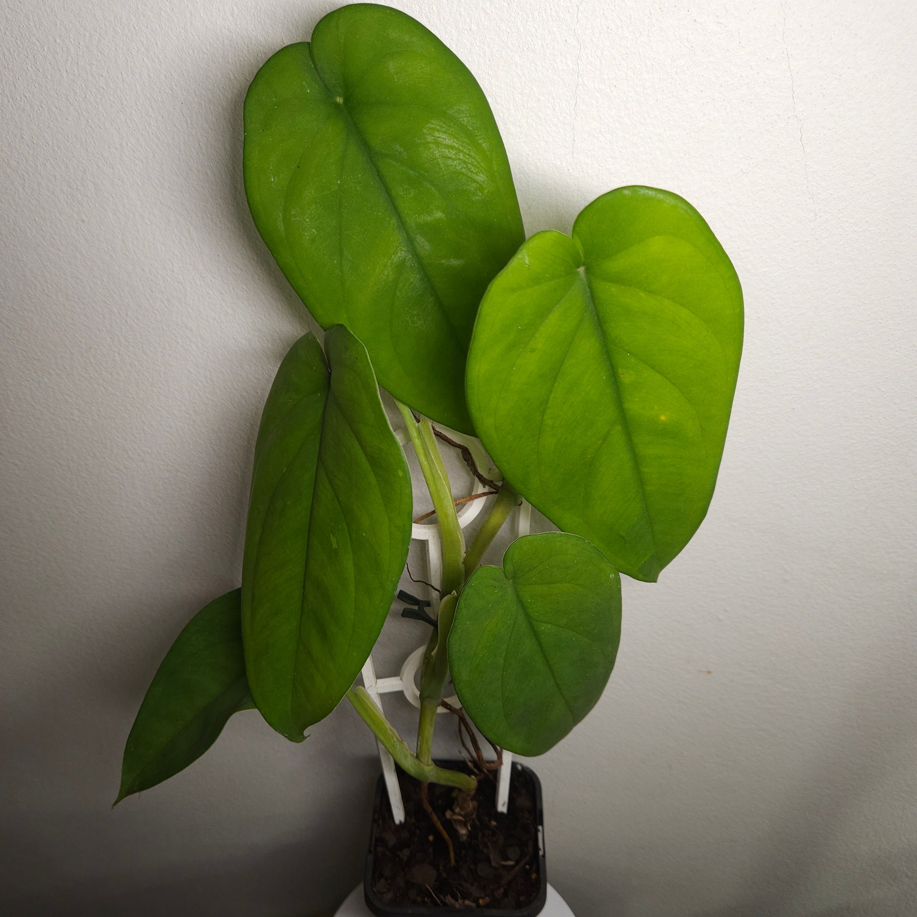 Syngonium chiapense – Rare Large Leaf Arrowhead Plant