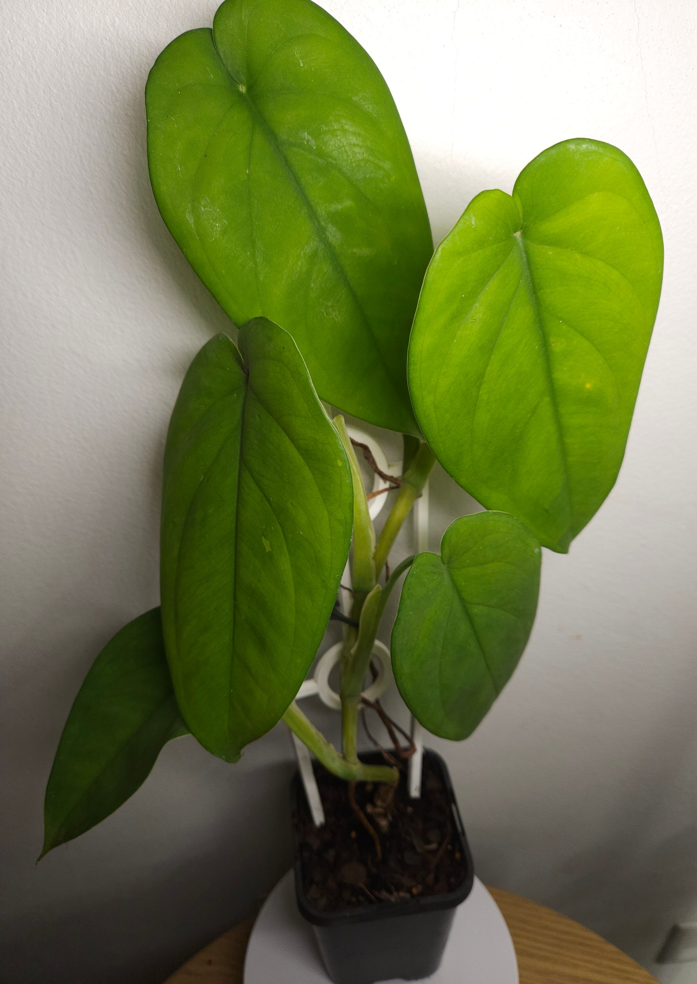Syngonium chiapense – Rare Large Leaf Arrowhead Plant