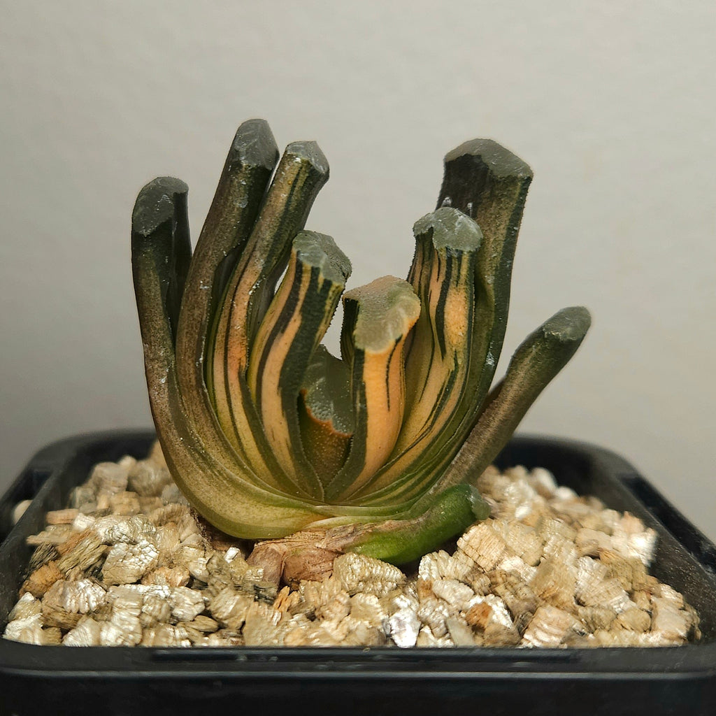 Haworthia truncata var. maughani f. variegata – Rare Collector Succulent
