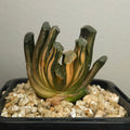 Haworthia truncata var. maughani f. variegata – Rare Collector Succulent