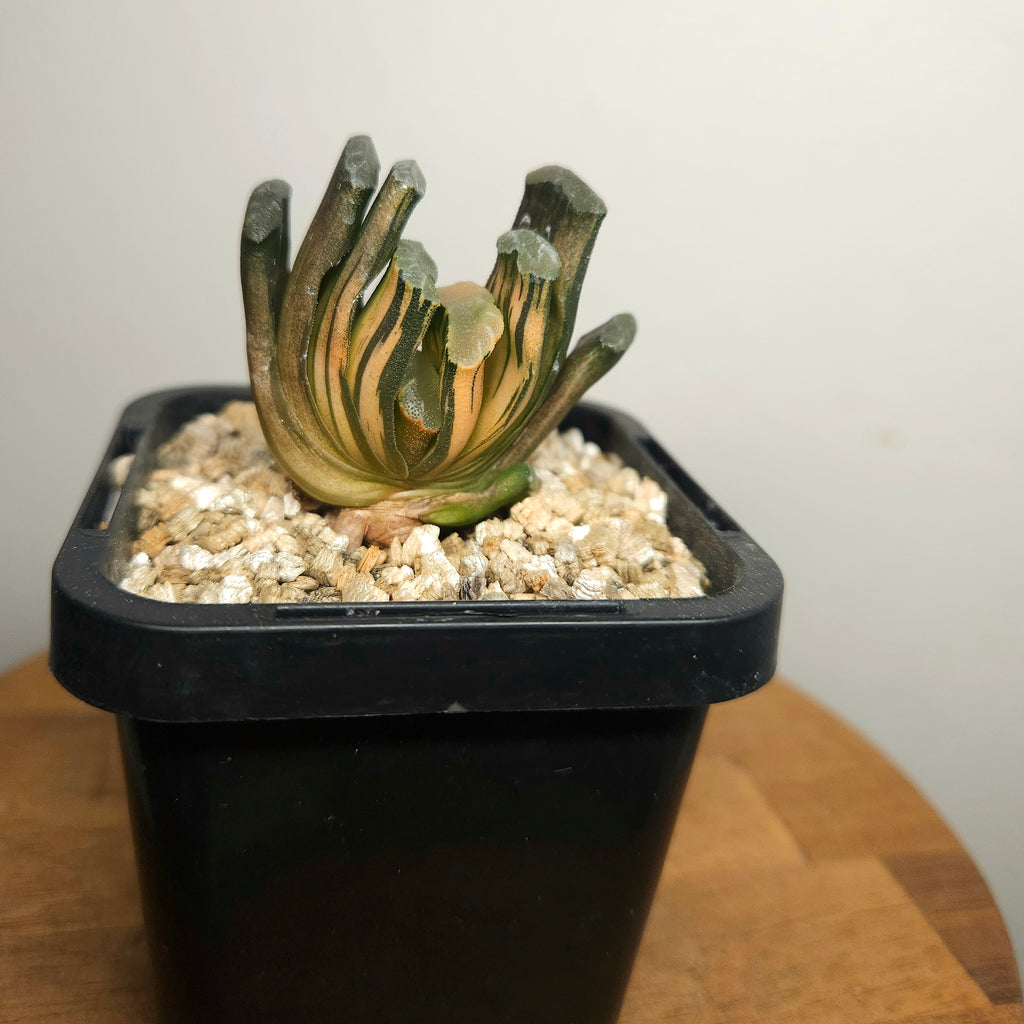 Haworthia truncata var. maughani f. variegata – Rare Collector Succulent