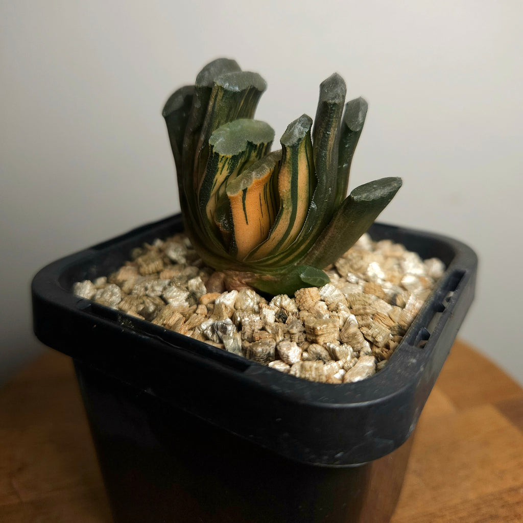 Haworthia truncata var. maughani f. variegata – Rare Collector Succulent
