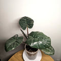 Alocasia macrorrhizos ‘Plumbea’ – Rare Dark Elephant Ear