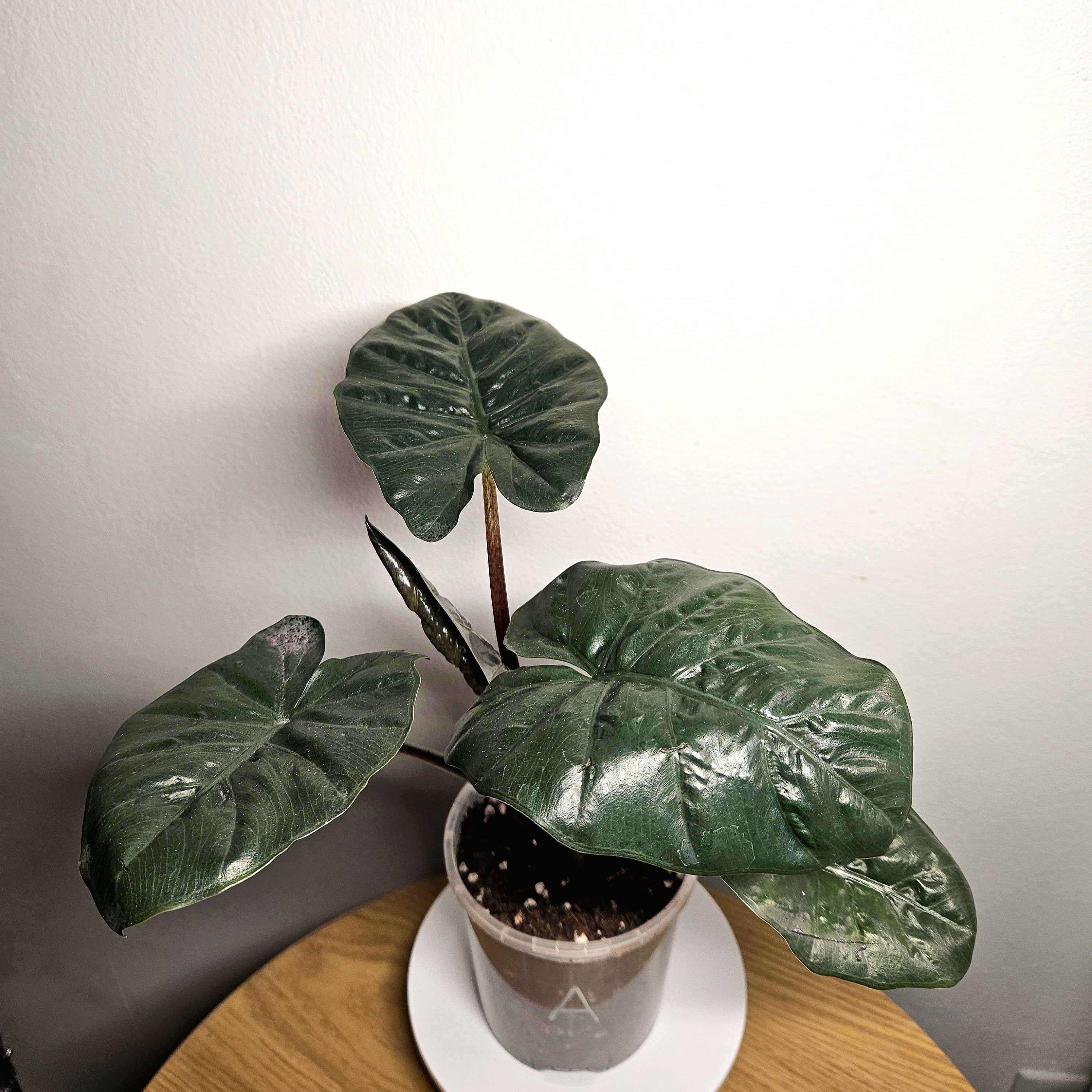Alocasia macrorrhizos ‘Plumbea’ – Rare Dark Elephant Ear