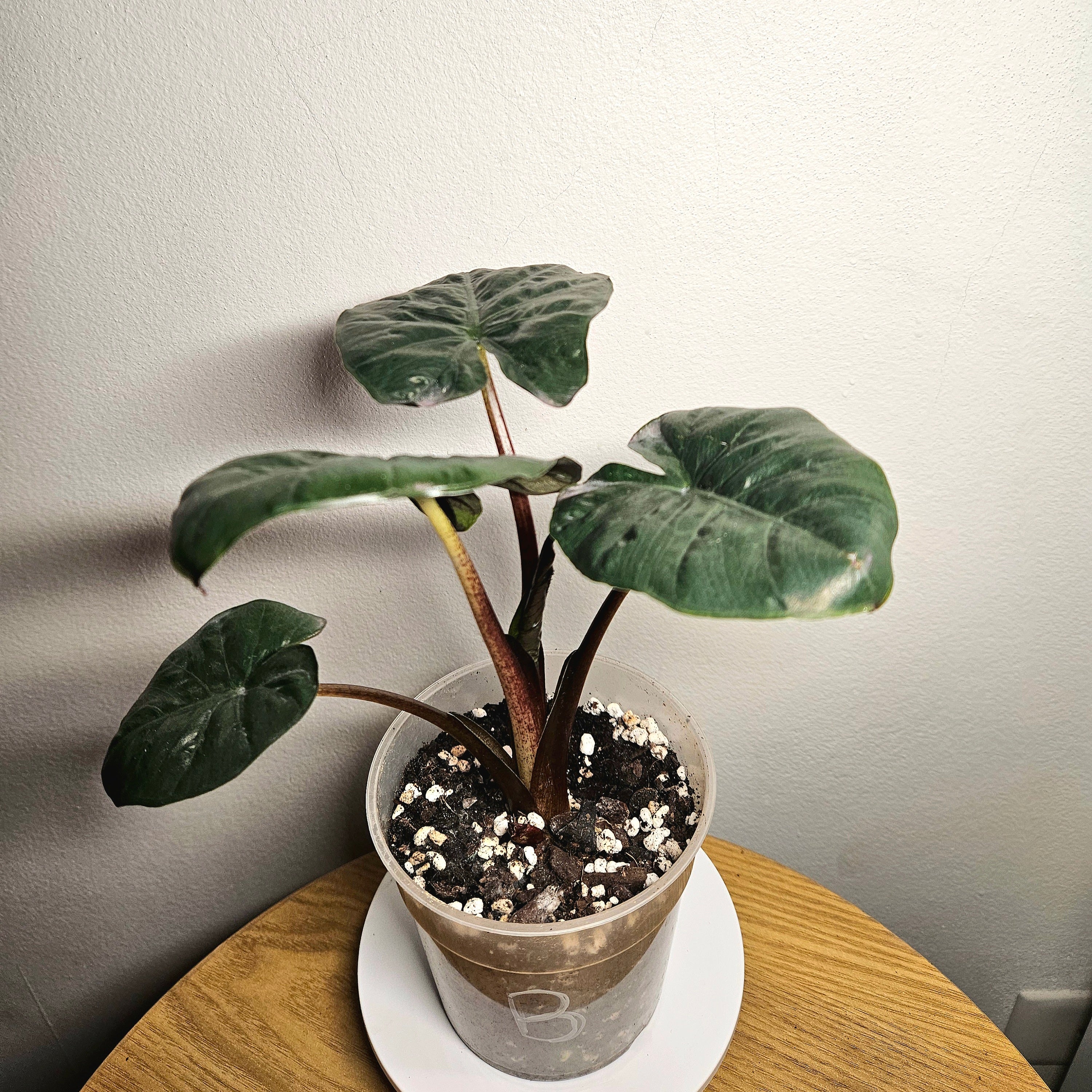 Alocasia macrorrhizos ‘Plumbea’ – Rare Dark Elephant Ear