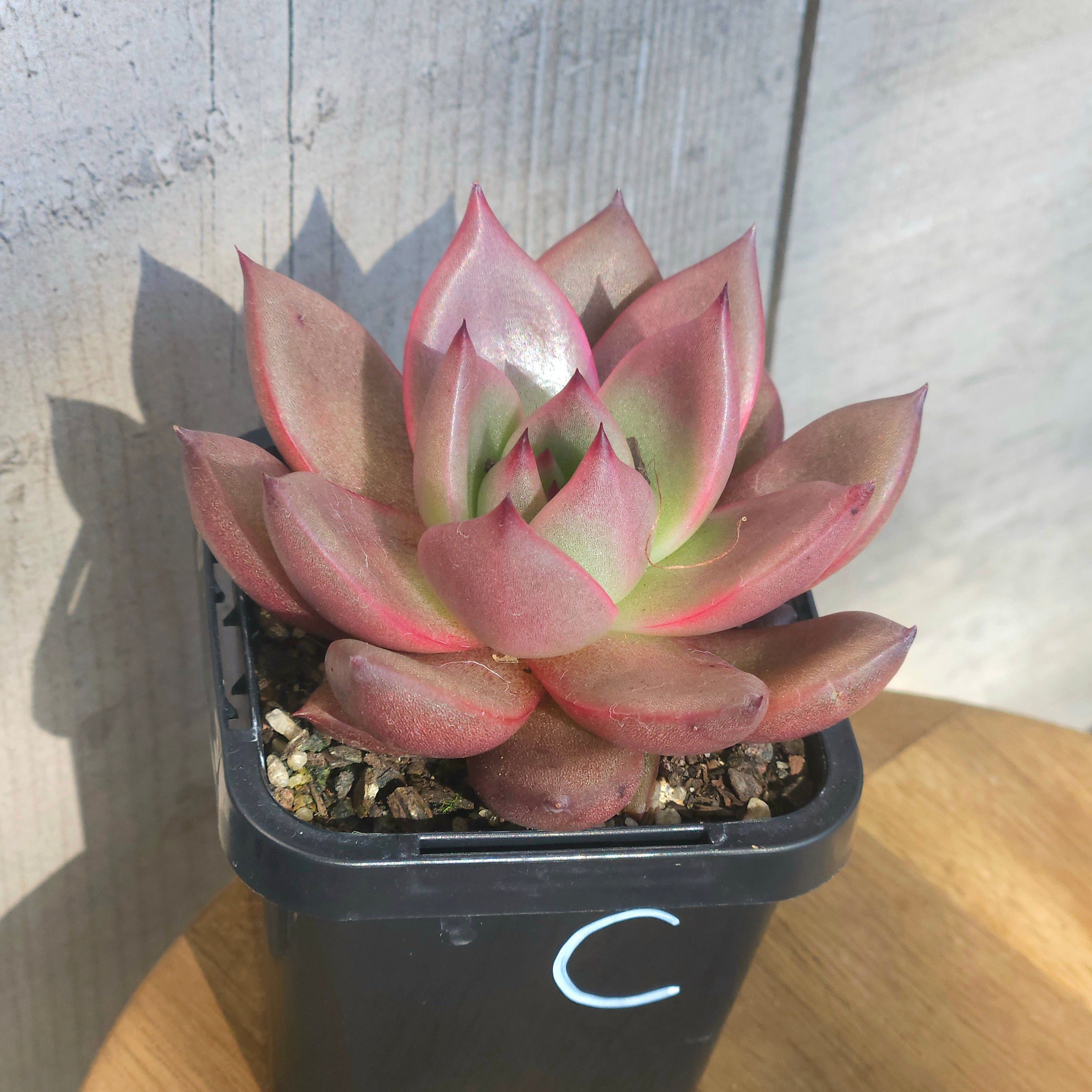 Echeveria Taurus – Rare Colour-Shifting Succulent