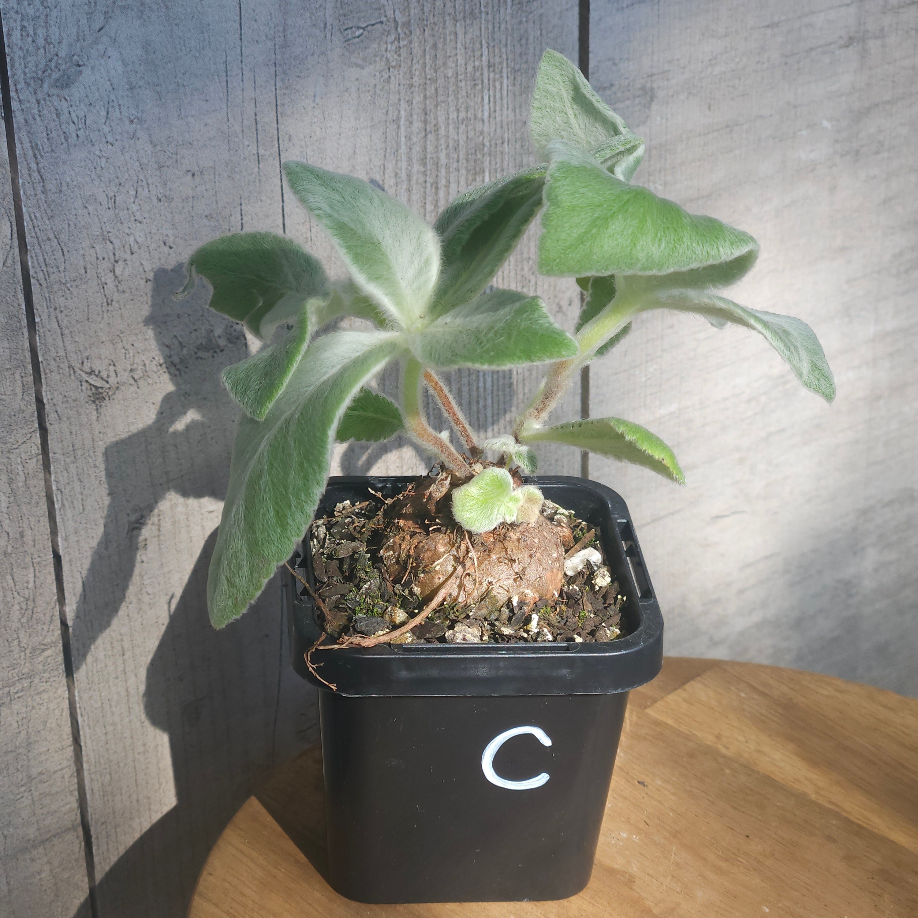 Sinningia leucotricha 'Brazilian Edelweiss' – Rare Caudex Plant