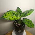 Aglaonema ‘Camouflage’ – Rare Camouflage Foliage Plant