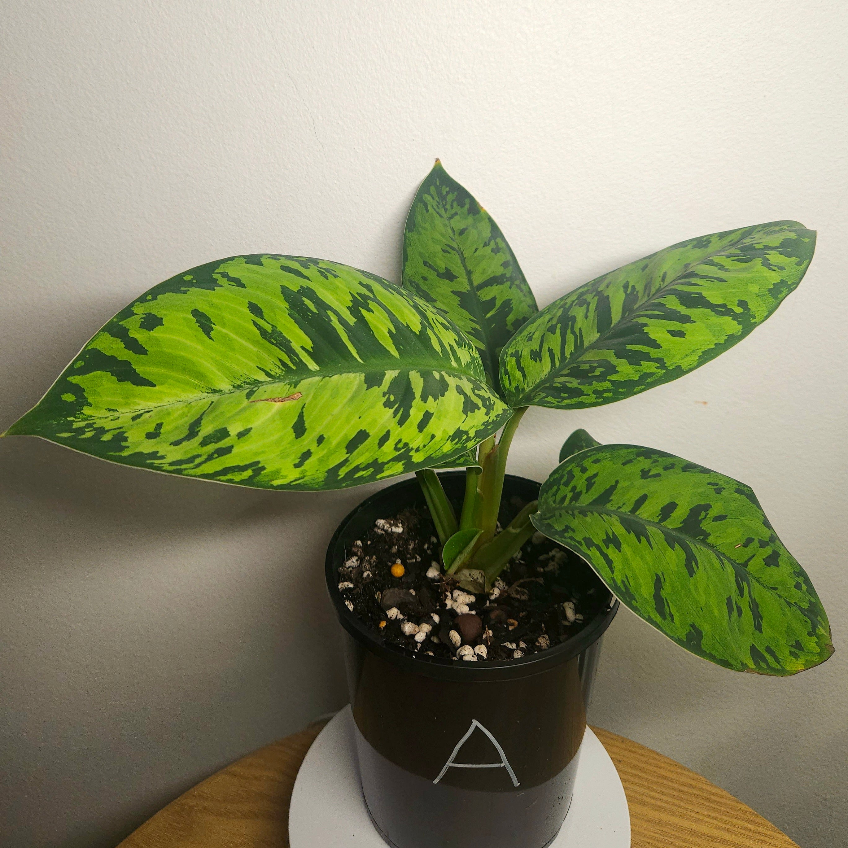 Aglaonema ‘Camouflage’ – Rare Camouflage Foliage Plant